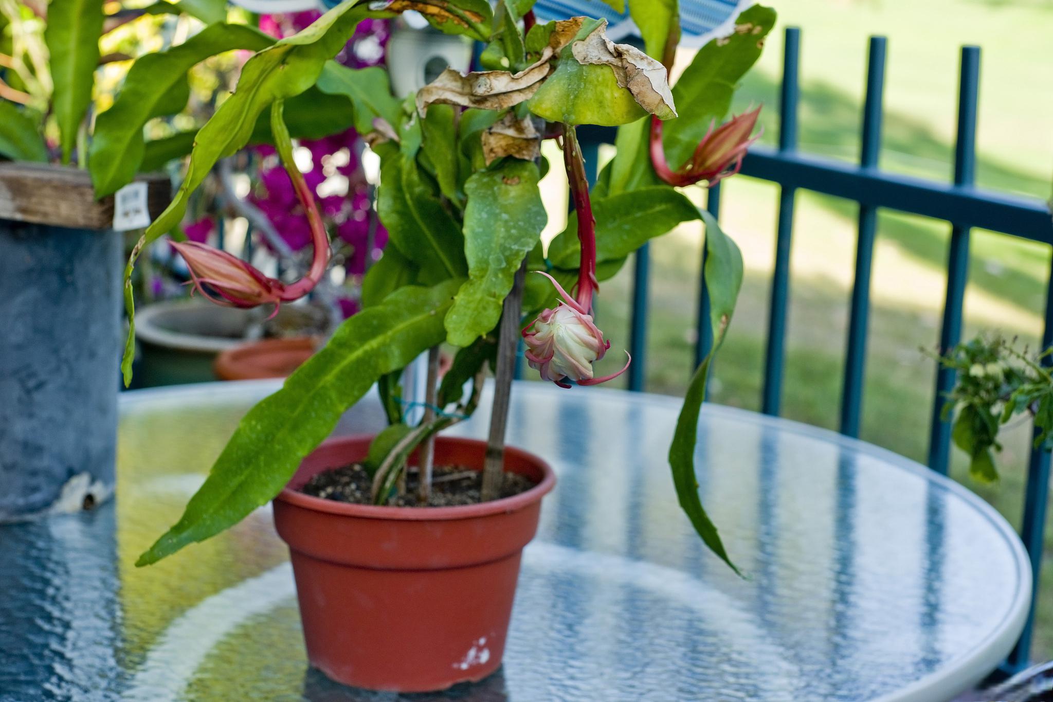 那么,如何种植和养护昙花,让它绽放出醉人的芬芳呢?本文将为您揭秘!