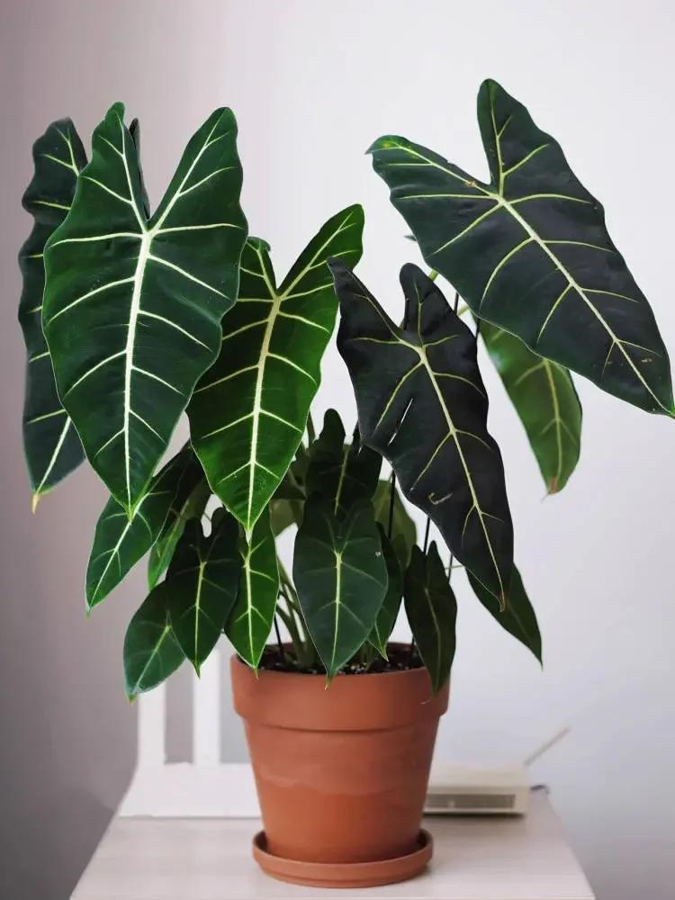 绿天鹅绒养护指南 绿天鹅绒是近几年热门的网红植物,是海芋界的最经典