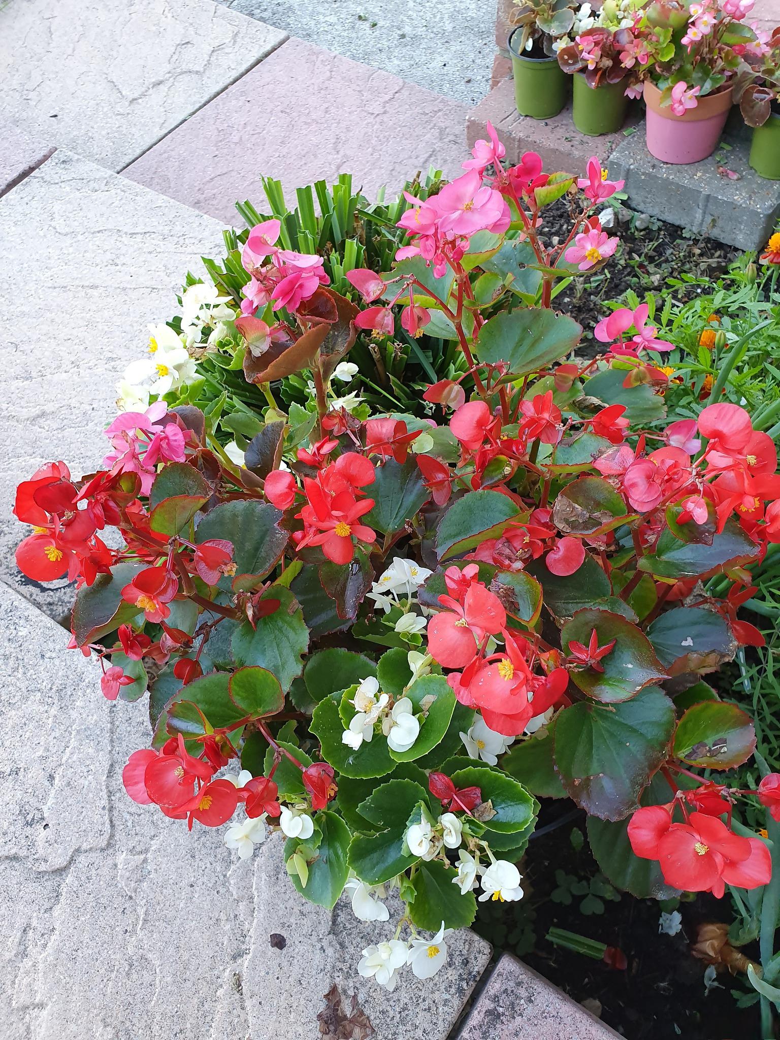 玻璃海棠的养殖方法和注意事项 玻璃海棠是一种美丽且受人喜爱的室内