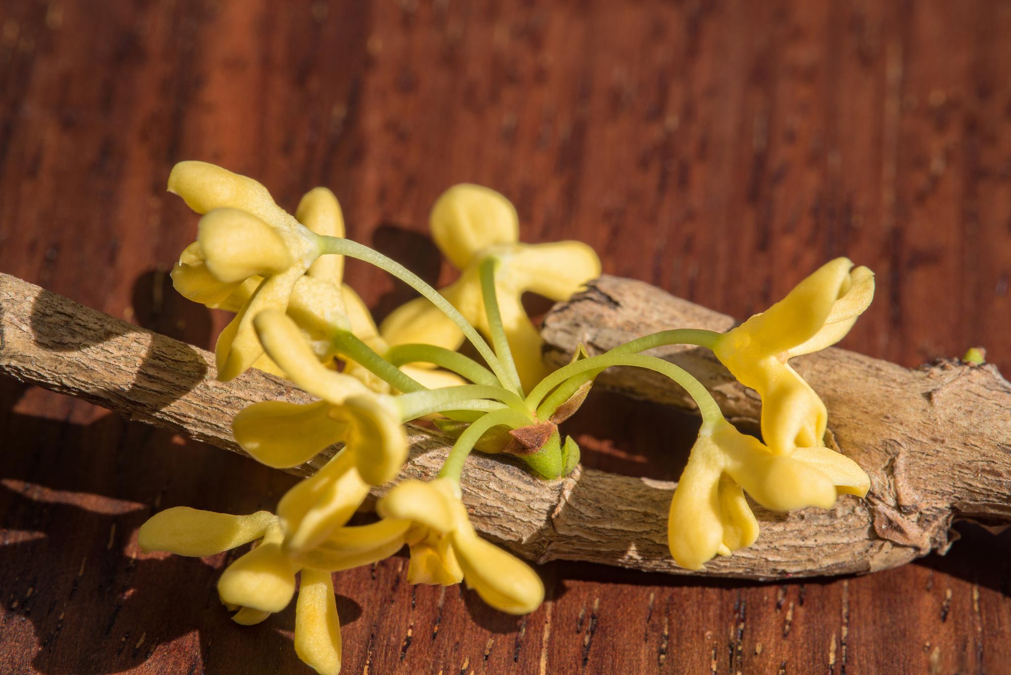 桂花種子發芽技巧 如何讓桂花種子順利發芽?