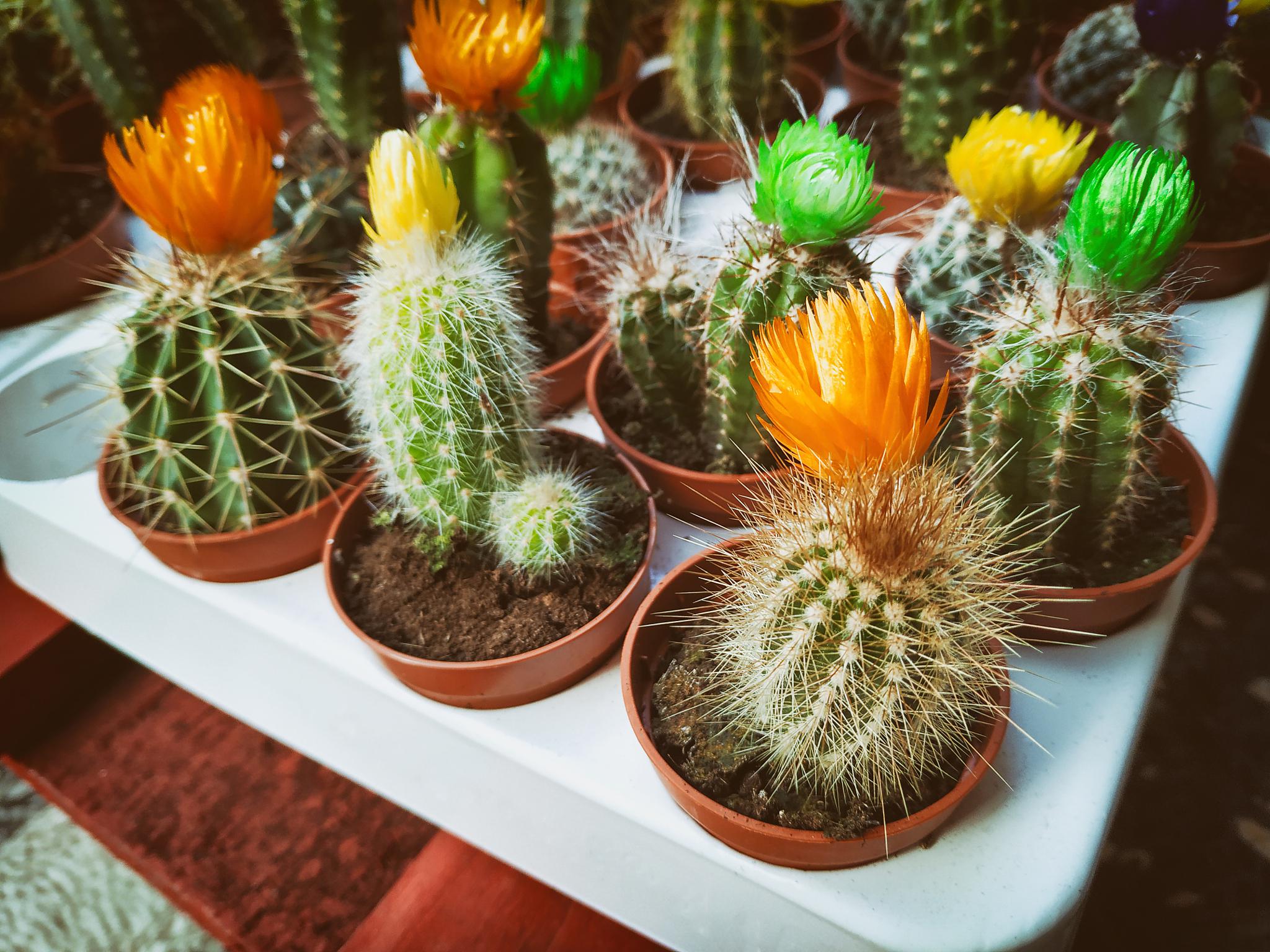 仙人球开花的兆头 仙人球是一种多肉植物,一般在特定条件下才会开花.