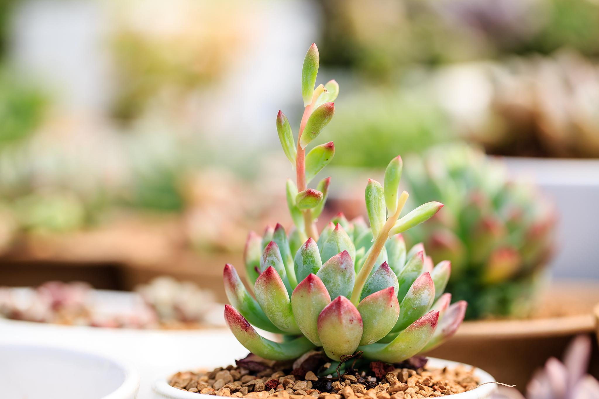 90水分管理 夏季多肉植物需要适量的水分,但不可过量.