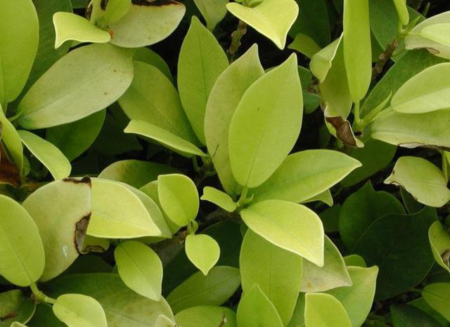 金叶榕的生长习性和栽种要求 金叶榕金叶榕别名        黄金榕,黄叶榕