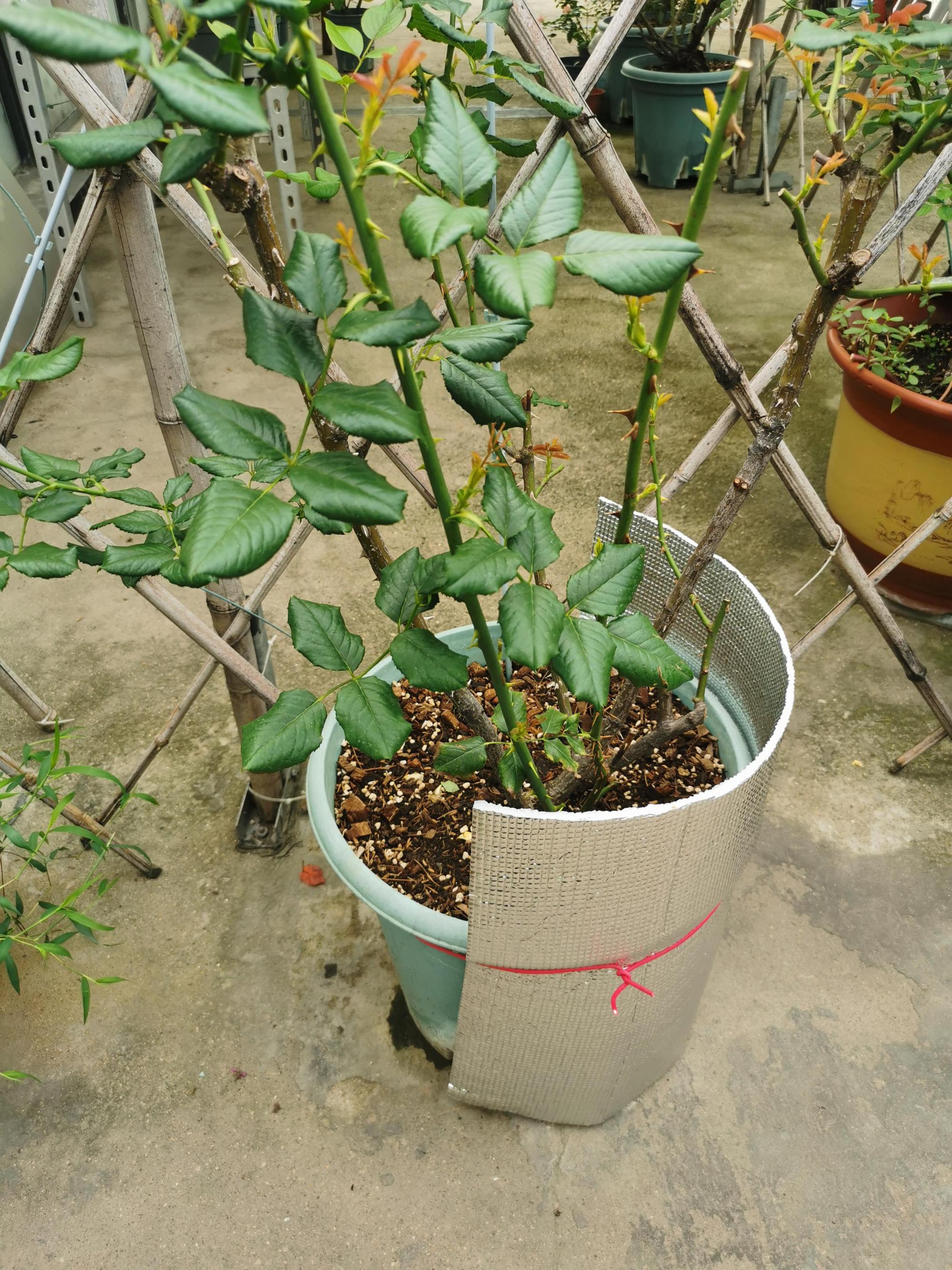 夏季露台盆栽防晒攻略 又到了炎热的夏季,如何让我们