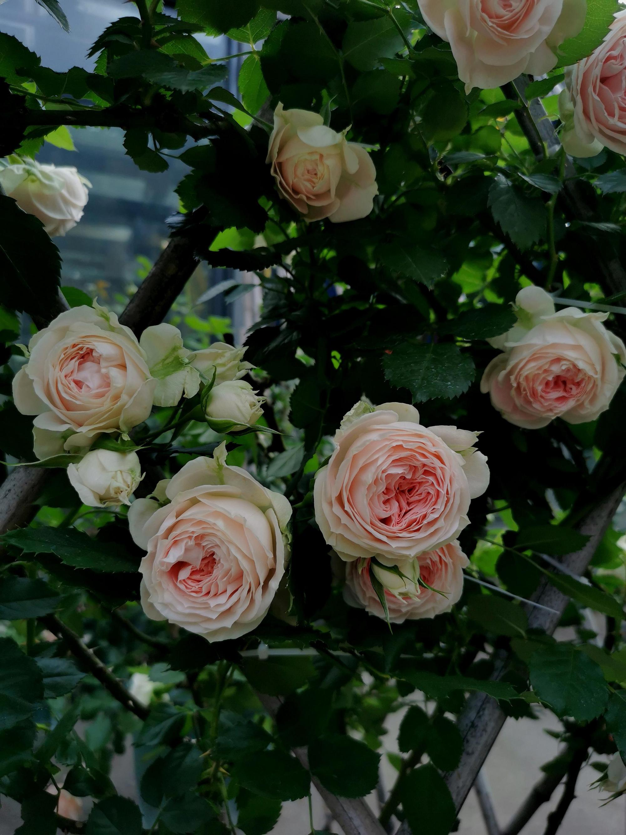 夏季露台盆栽防晒攻略 又到了炎热的夏季,如何让我们