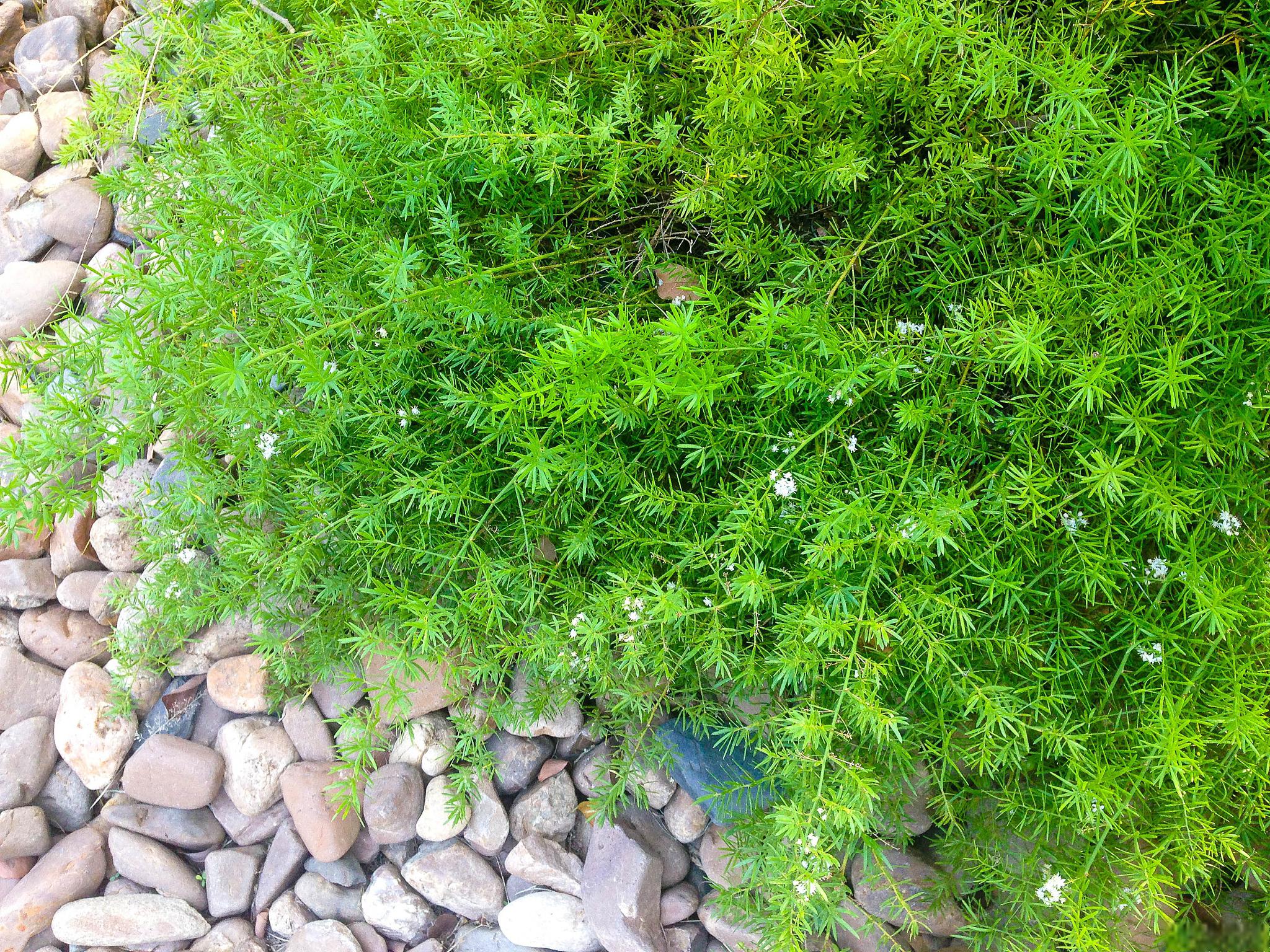 翠云草的种植和养护技巧 翠云草是一种美丽的盆栽植物,它的叶子呈金