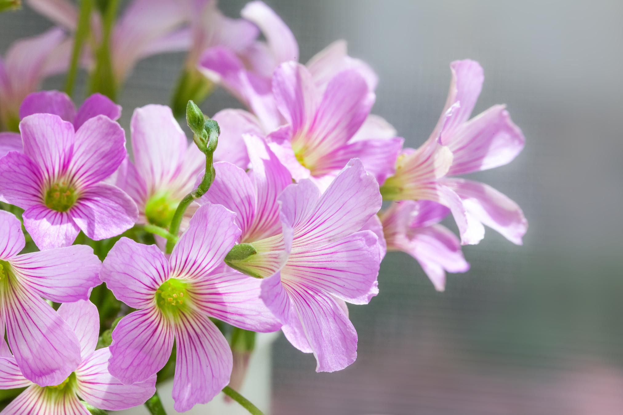 大花酢浆草的养殖方法 大花酢浆草的养殖方法相对简单,只需要注意环境