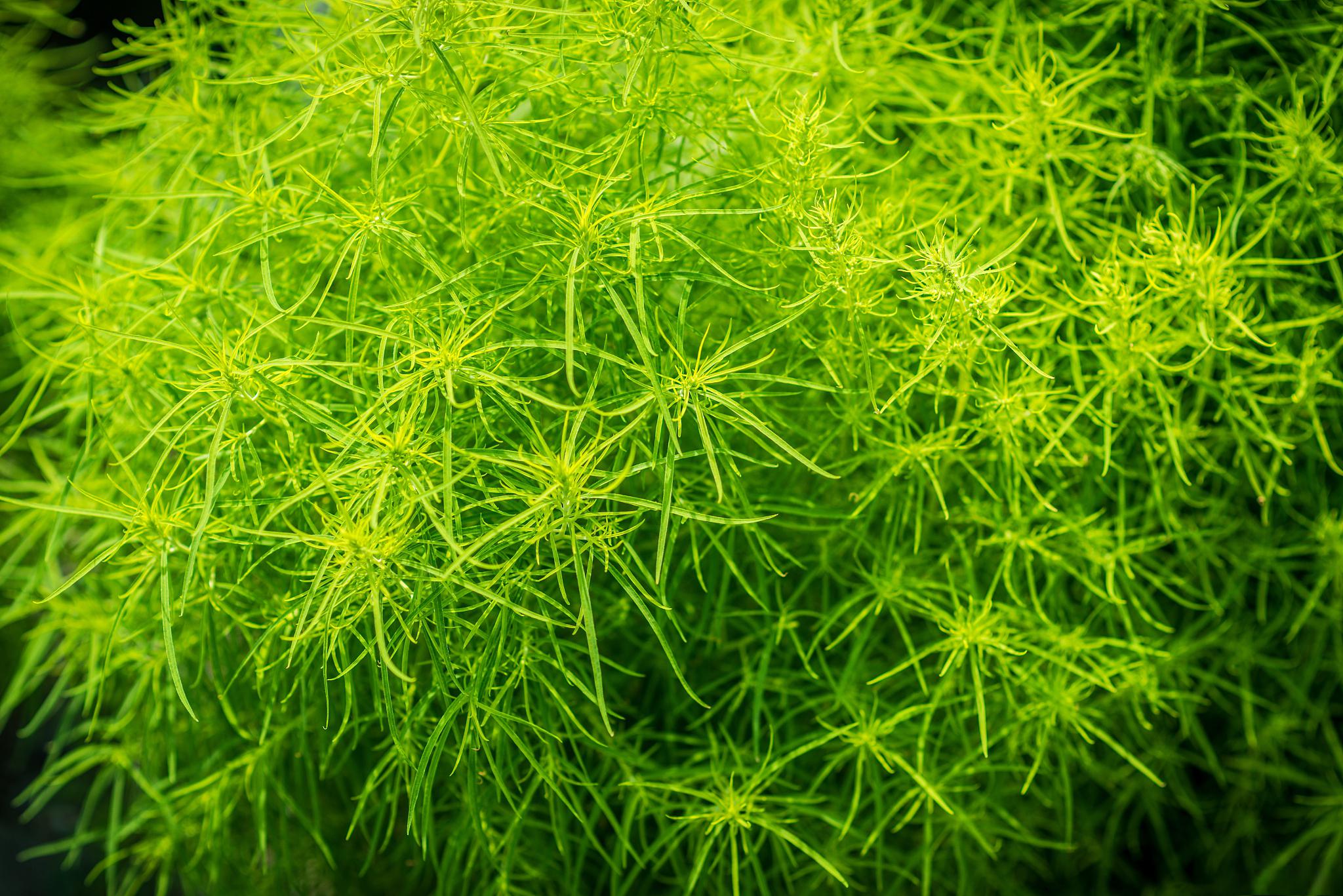 金鱼藻结构图片