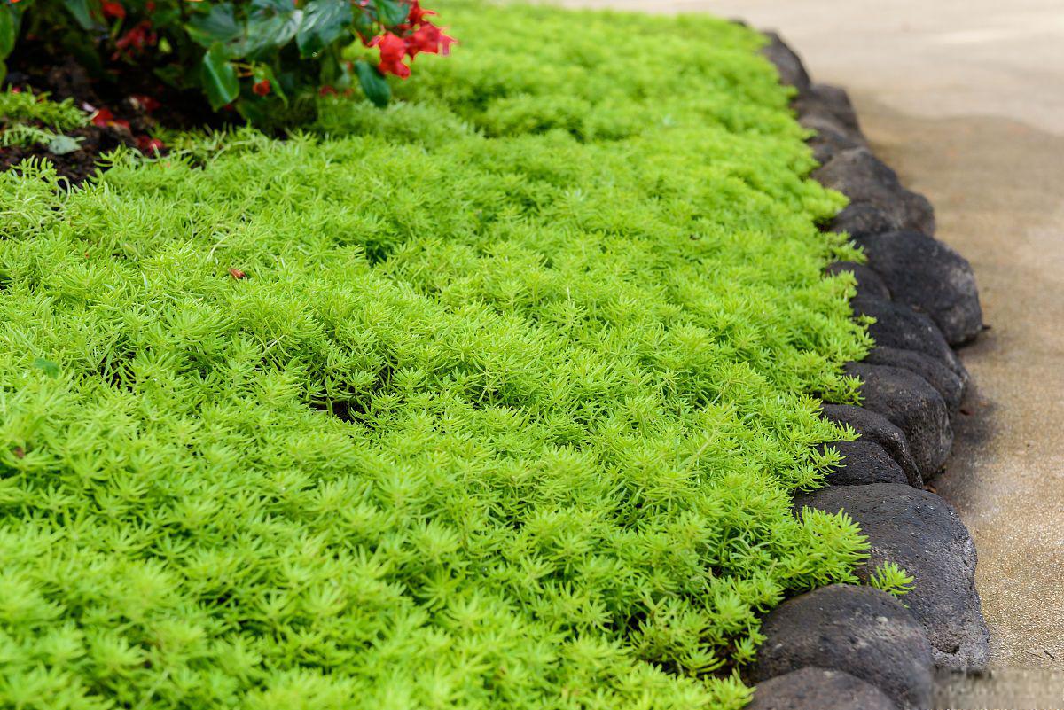 下面就为大家介绍一下翠云草的养殖方法和注意事项.