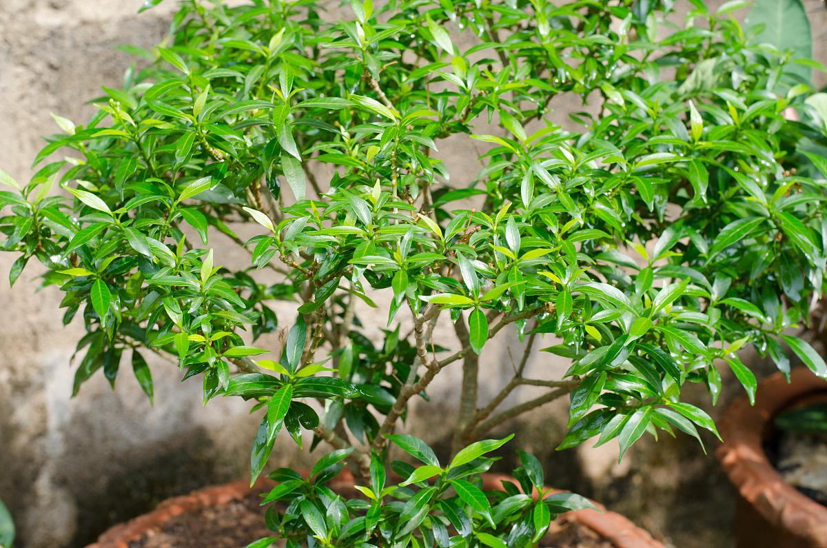 马醉木的养殖方法 马醉木是一种常见的高大常绿乔木,原产于中国和日本