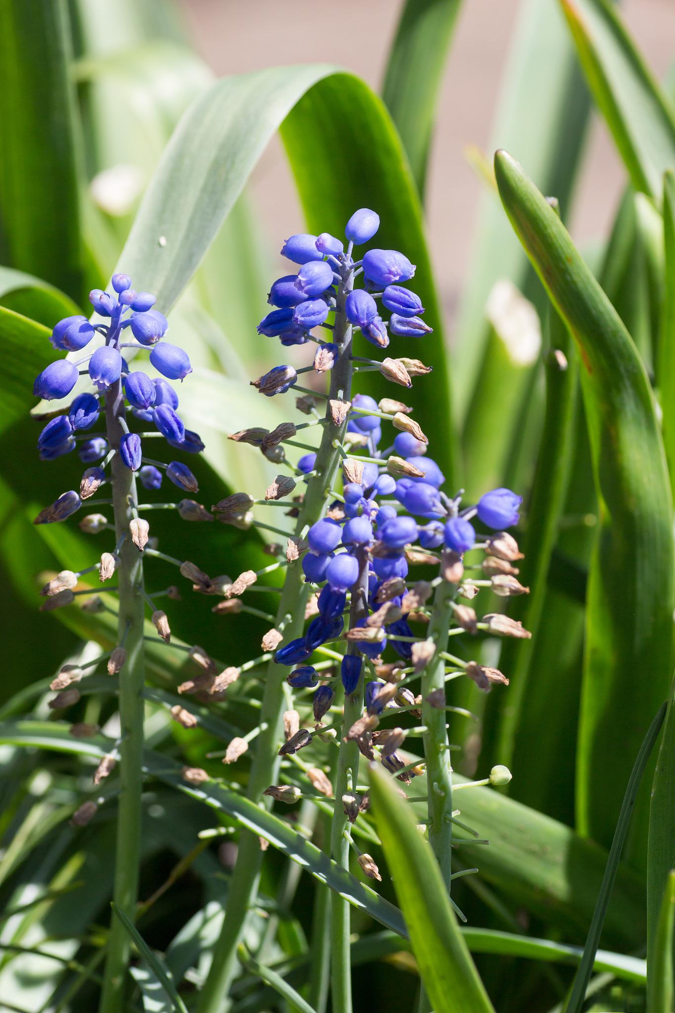 风信子干叶子怎么办 风信子干叶子是指风信子植物的叶子出现干枯,枯黄