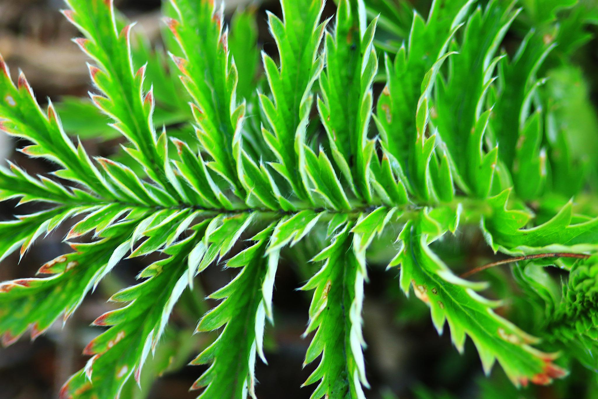 红豆杉叶子枯萎的救治方法 红豆杉叶子枯萎的原因可能有多种,包括浇水