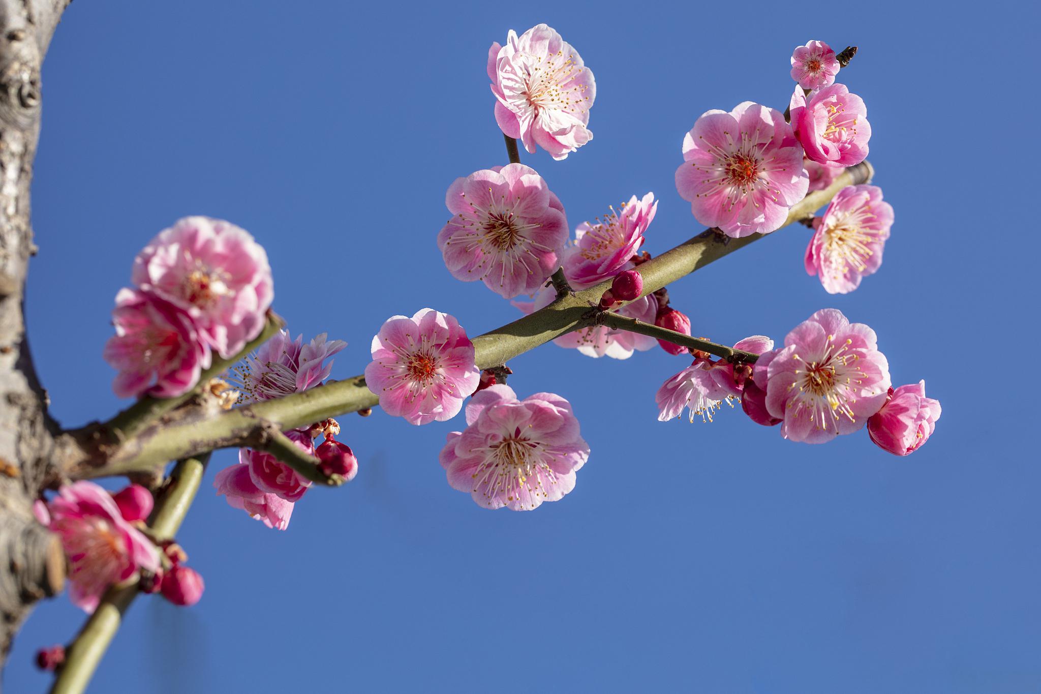 梅花形态特征和养护方法简介 梅花,这一名字在历史的长河中流传已久