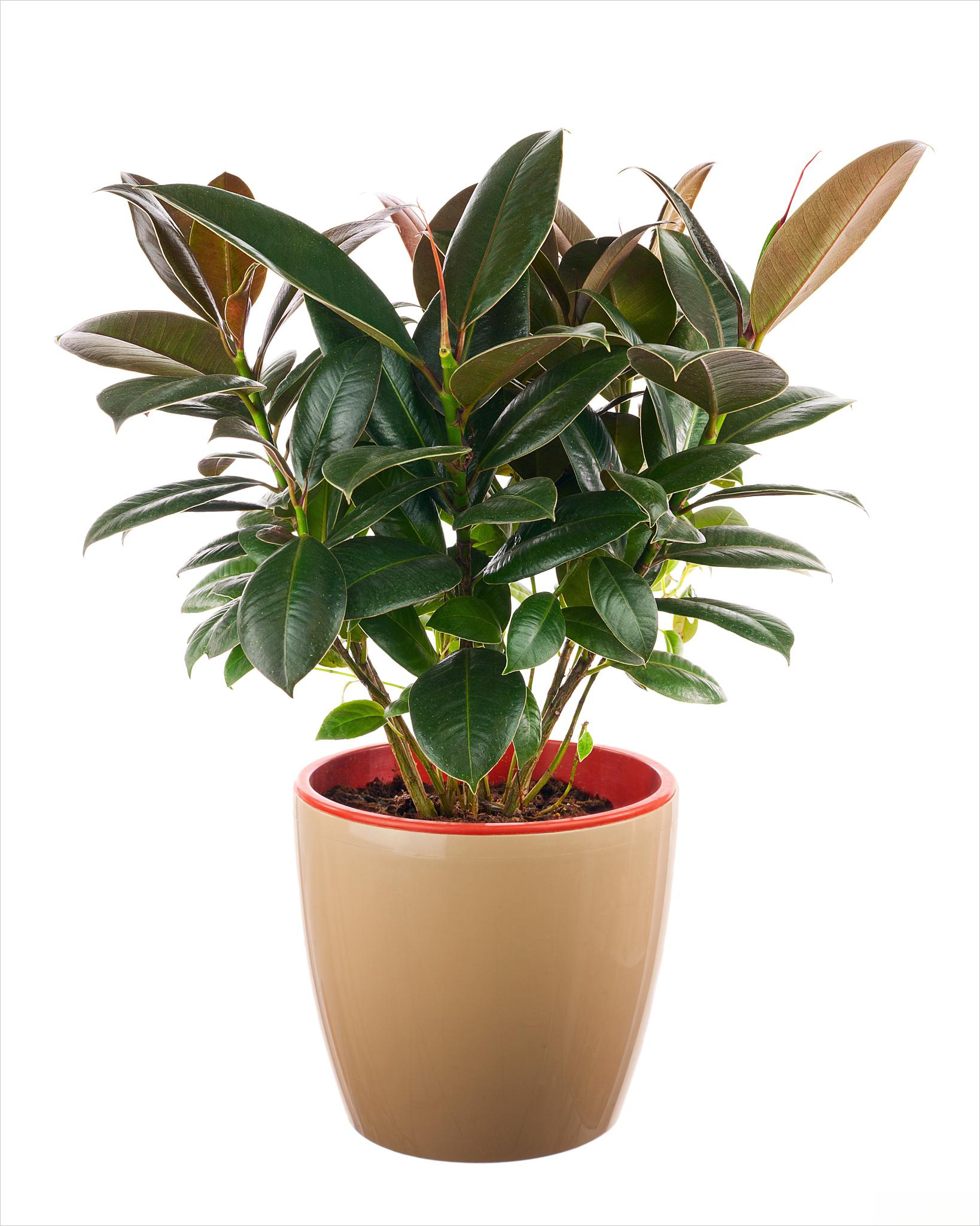 橡皮树养护指南 橡皮树是一种常见的室内盆栽植物,以下是一些养护建议