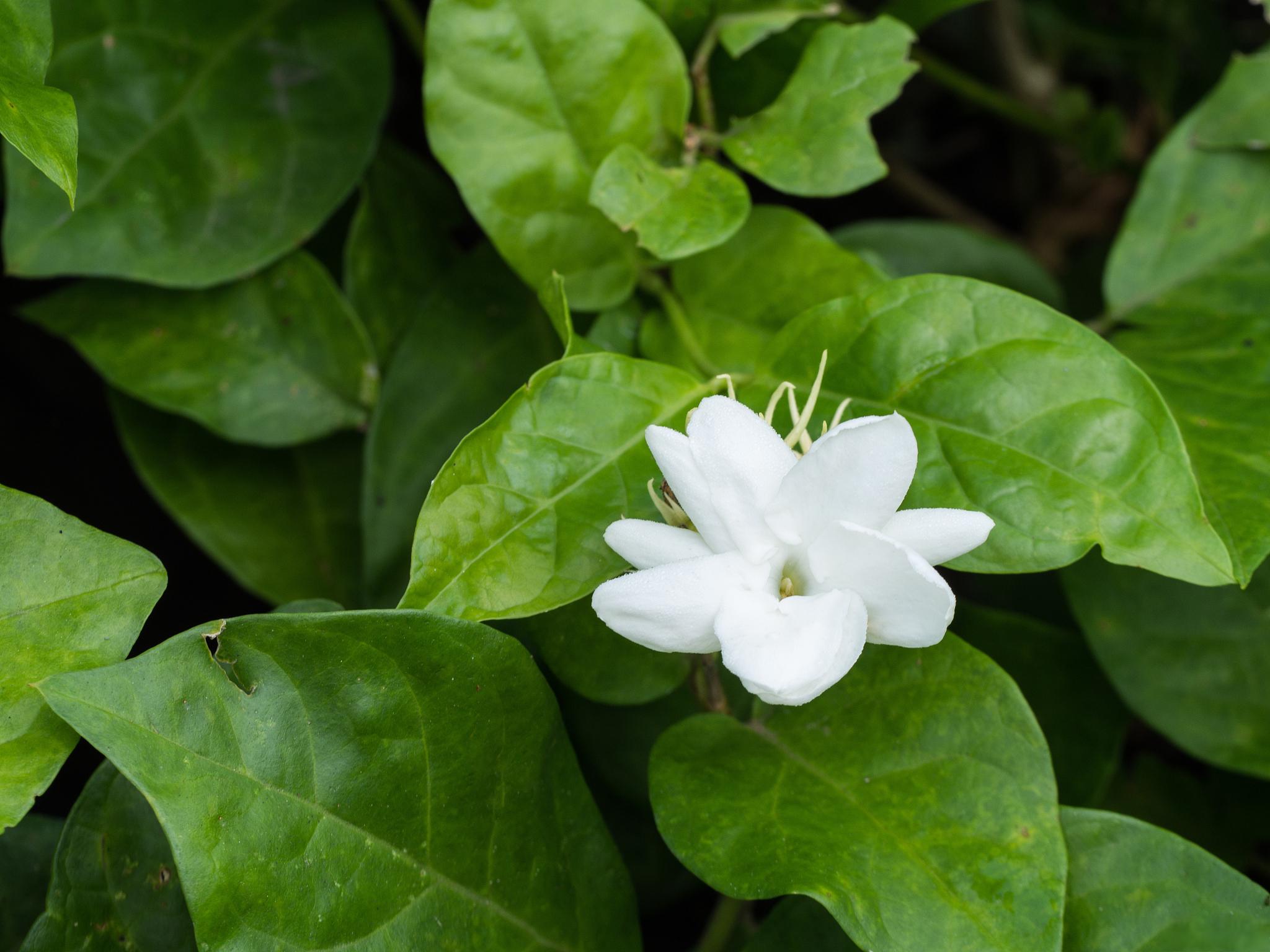 茉莉插枝繁殖技巧 茉莉花,花朵清香迷人,叶子油绿有光泽,深受人们喜爱