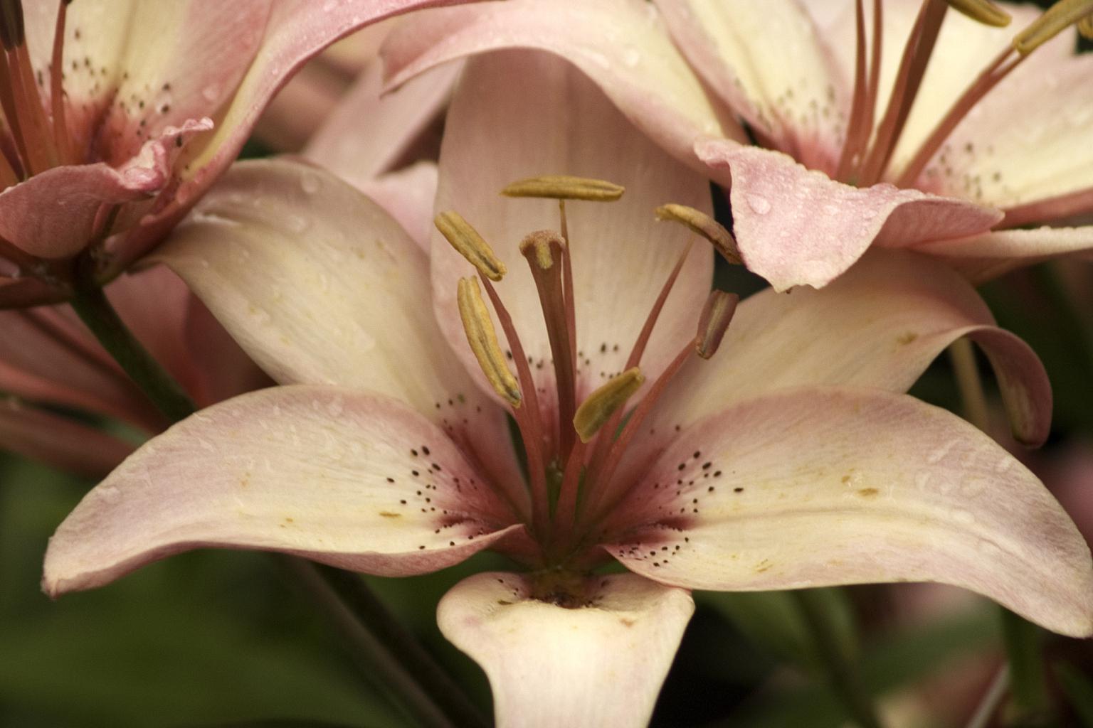 百合的养护方法 百合是一种非常美丽,优雅的植物,种类繁多,花色绚丽