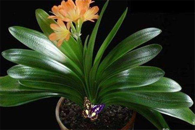 君子兰的栽培技术和价值 君子兰是一种美丽而独特的植物,它不仅具有极
