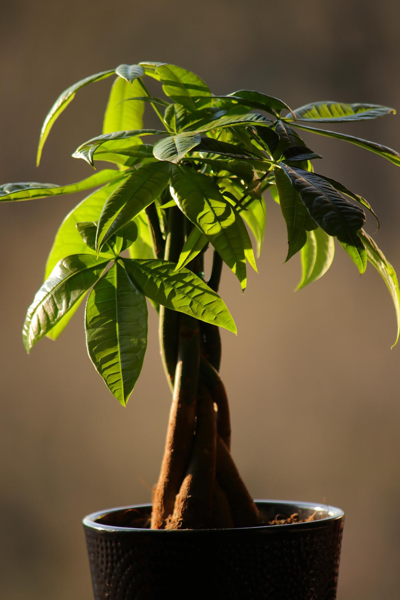 发财树的养护技巧和优点 一棵翠绿欲滴的发财树矗立在安静的小院中