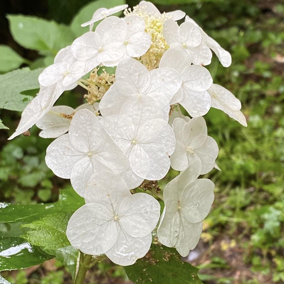 栎叶绣球的种植与养护 栎叶绣球为圆丘形的落叶灌木.