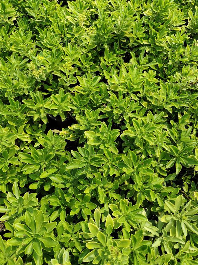 德国景天种植方法 德国景天是一种常见的小型多肉植物,由于其适应性强