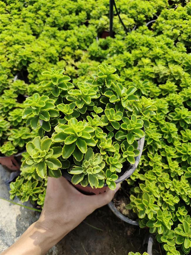 德国景天种植方法 德国景天是一种常见的小型多肉植物,由于其适应性强