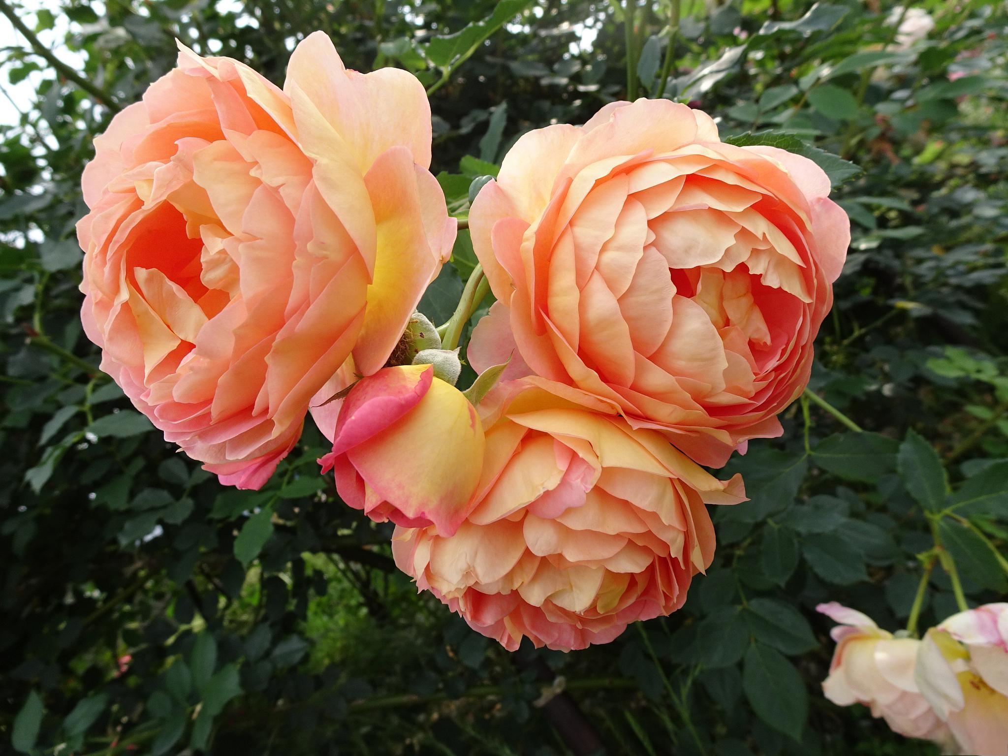 夏洛特夫人月季种植和养护指南 夏洛特夫人月季是一种著名的月季品种