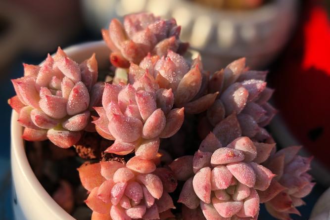 粉蔓的养殖方法和注意事项 粉蔓是一种常见的多肉植物,具有较高的观赏