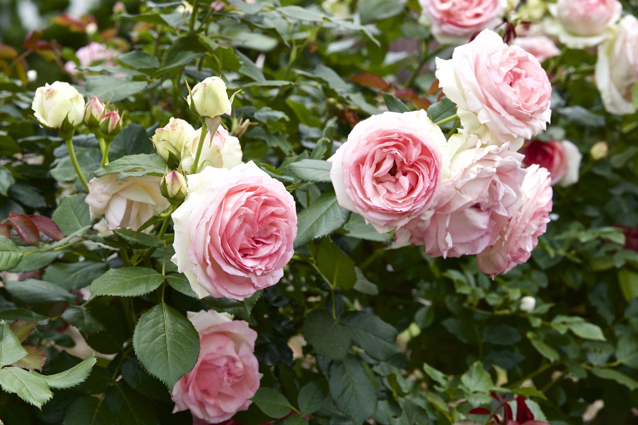 本文将介绍胭脂扣月季的种植方法,帮助读者更好地了解如何种植胭脂扣