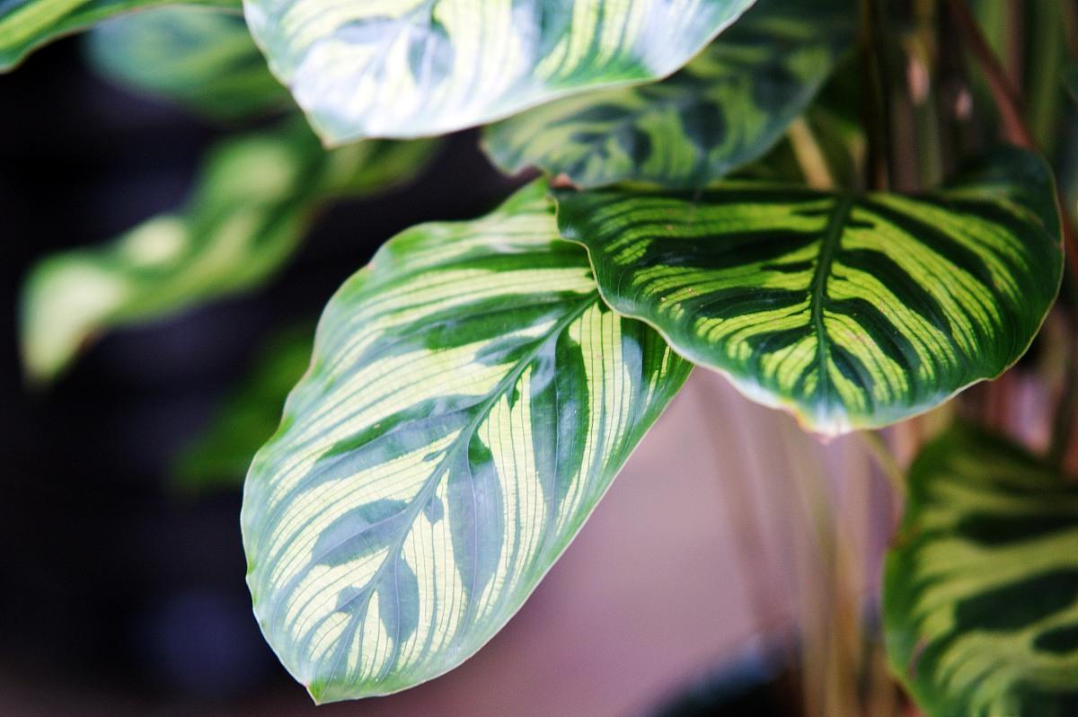 孔雀竹芋:室內觀賞植物新寵 孔雀竹芋,學名為calathea makoyana,是