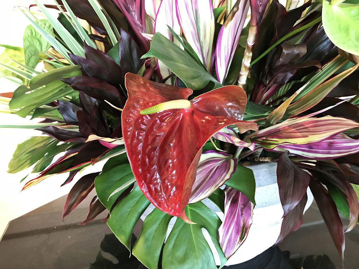 孔雀竹芋:室內觀賞植物新寵 孔雀竹芋,學名為calathea makoyana,是