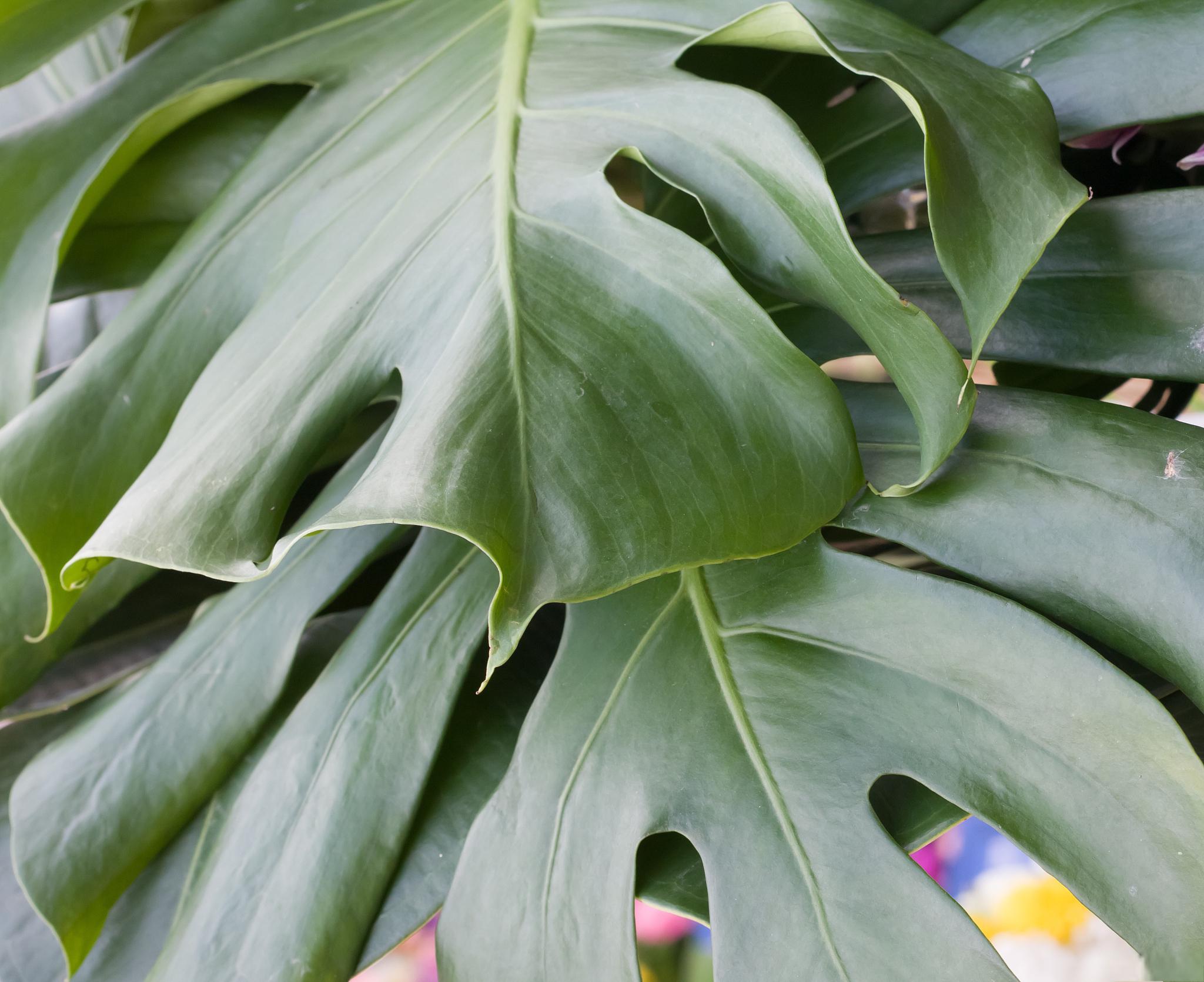 春羽绿植的室内放置技巧 春羽绿植是一类充满活力且受人喜爱的室内