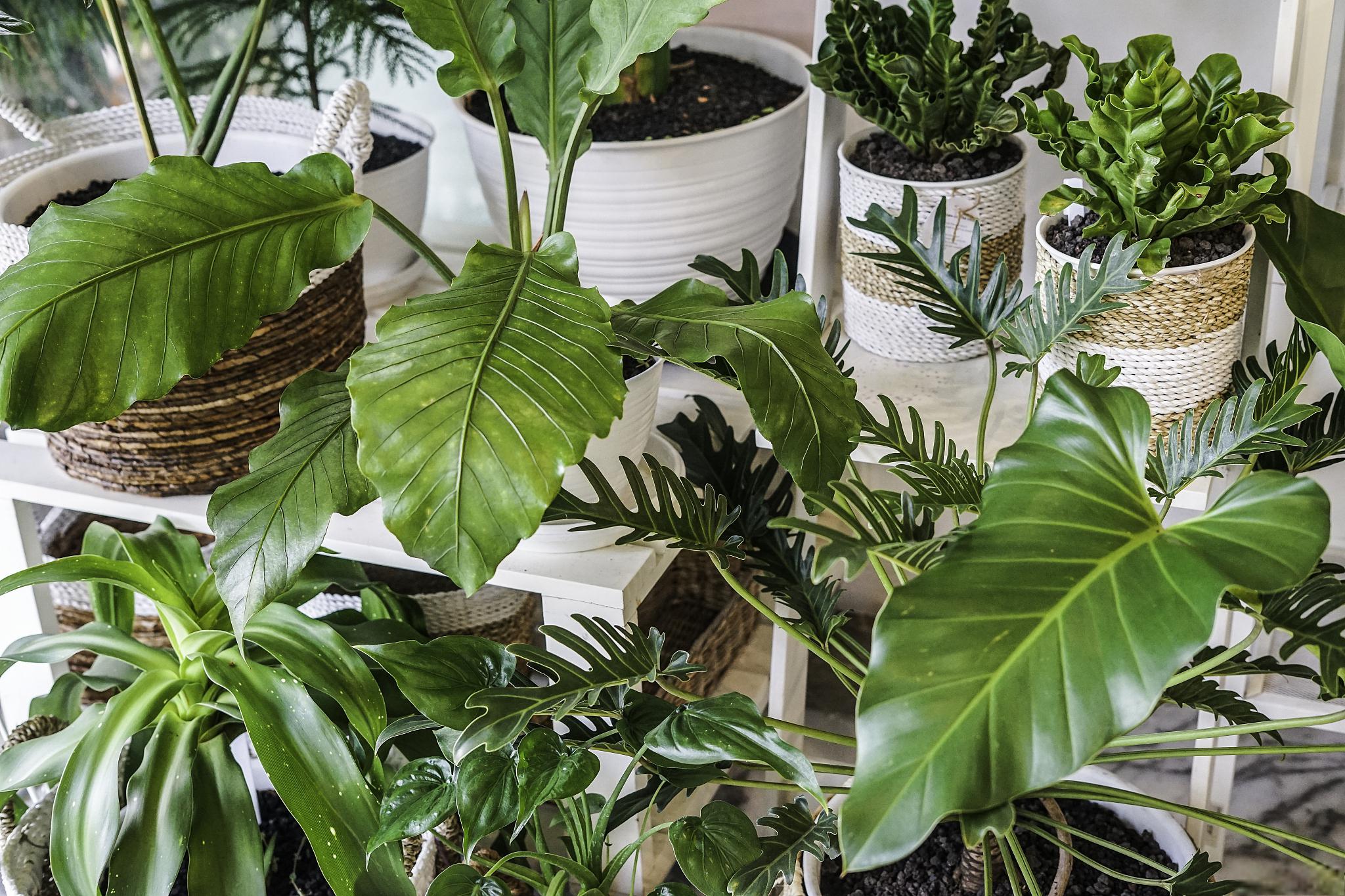 春羽绿植是一类充满活力且受人喜爱的室内植物,以其不需要土壤而能够