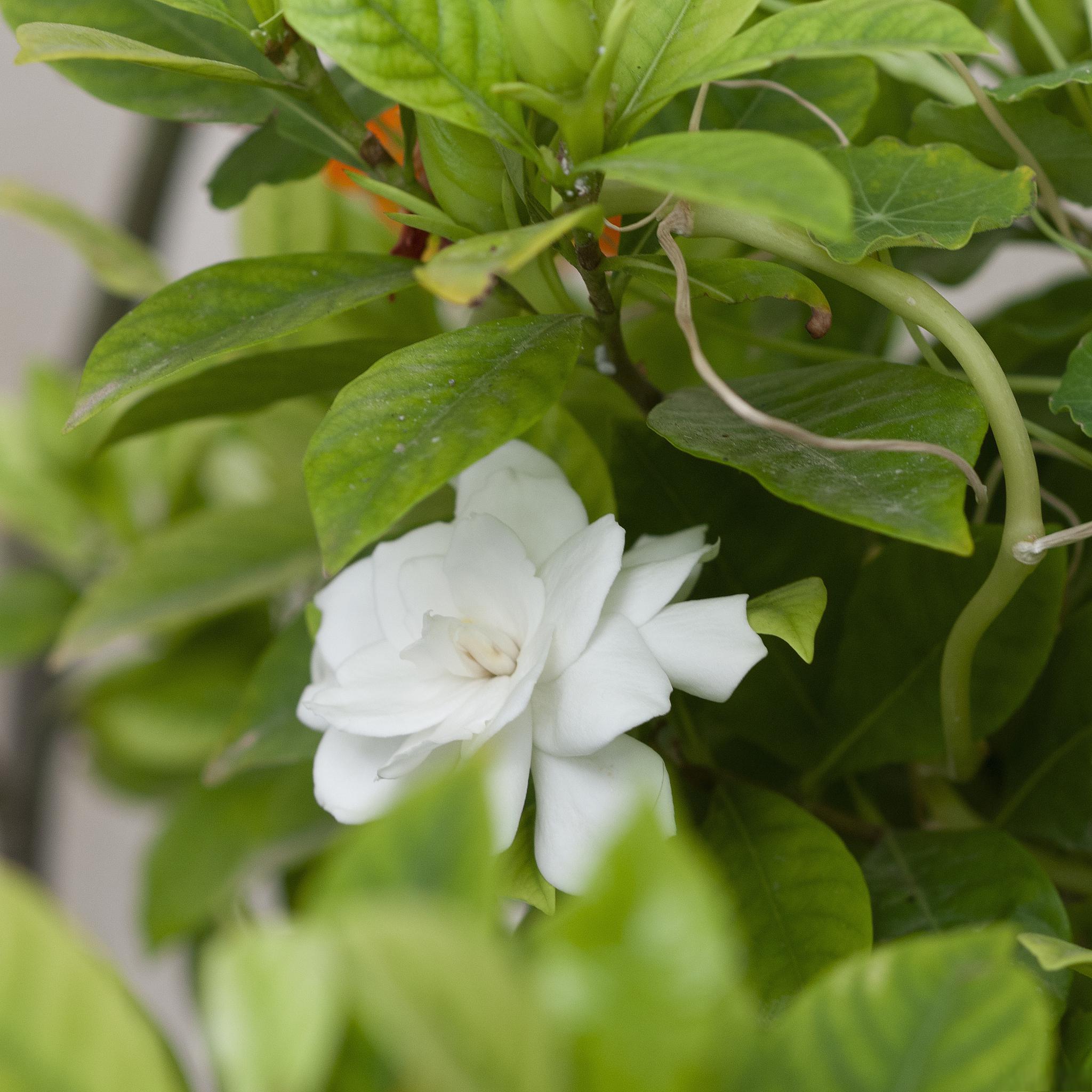 栀子花的养殖方法和浇水 栀子花