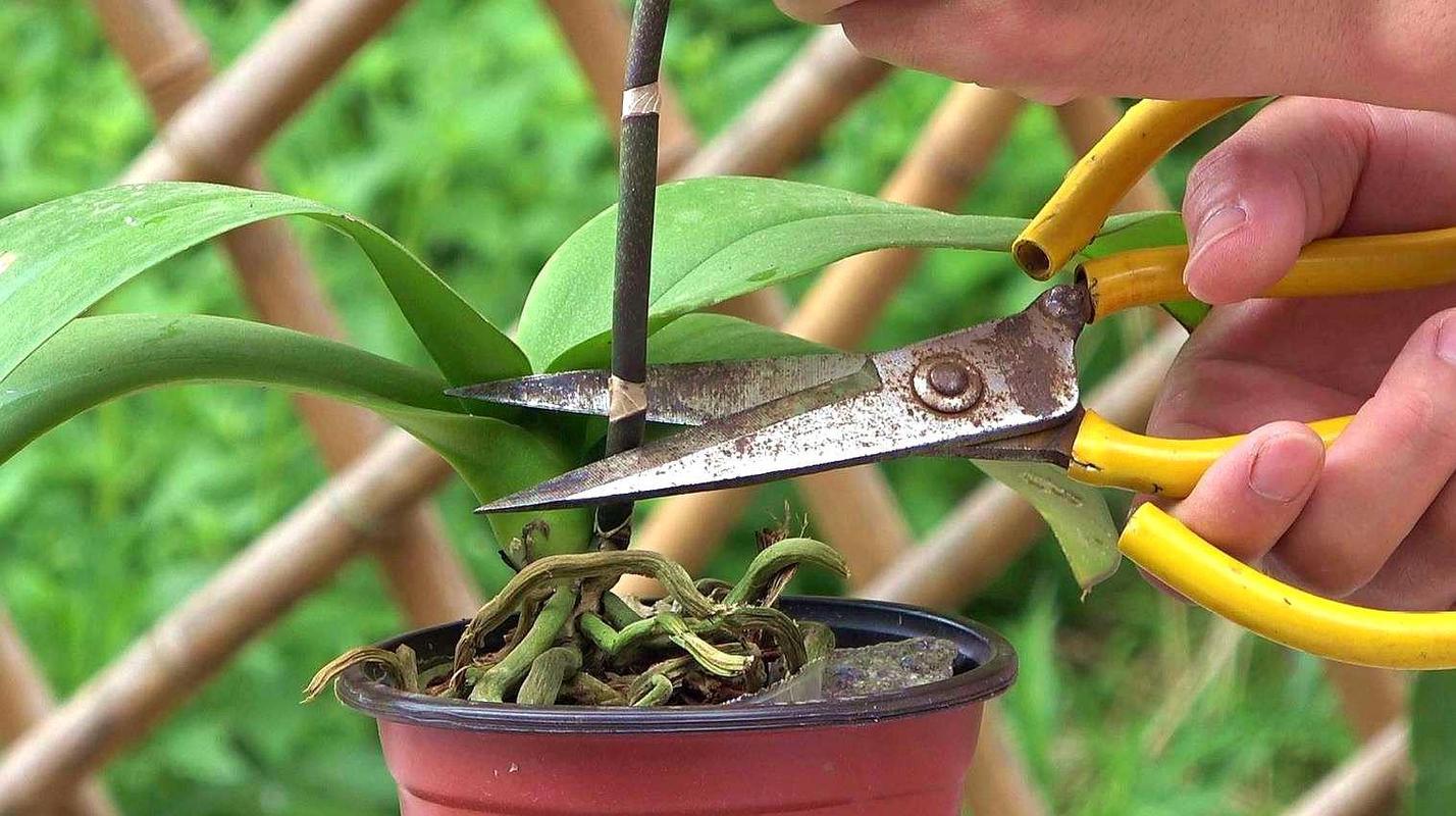 蝴蝶兰的花梗扦插繁殖方法 蝴蝶兰是非常漂亮的观赏植物