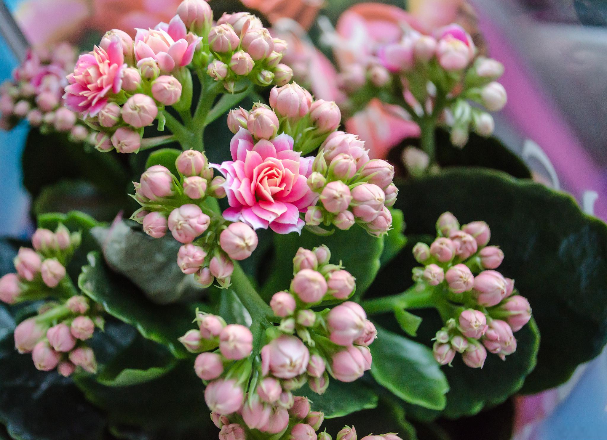 今天我们来聊聊如何让阳台变成美.@姜总谈汽车的动态