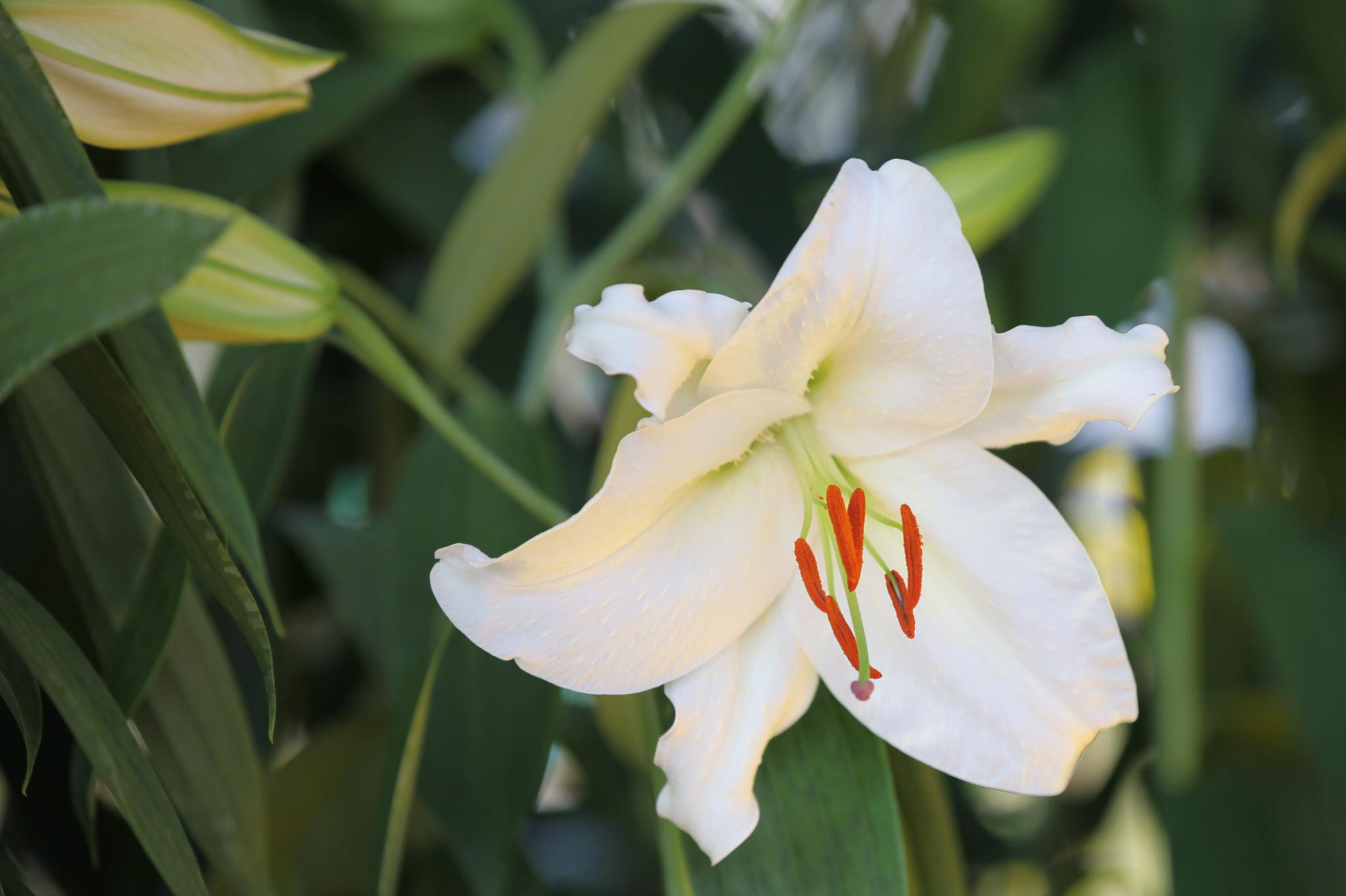 百合花是一种极具观赏性的花卉,属于百合科