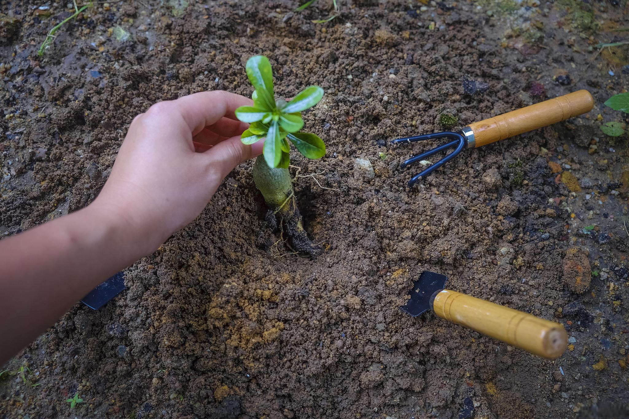 冰菜扦插的正确方法 冰菜扦插的正确方法如下:准备工具和材料:剪刀