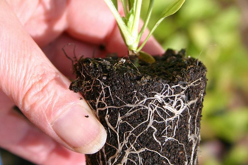 冰菜扦插的正确方法 冰菜扦插的正确方法如下:准备工具和材料:剪刀