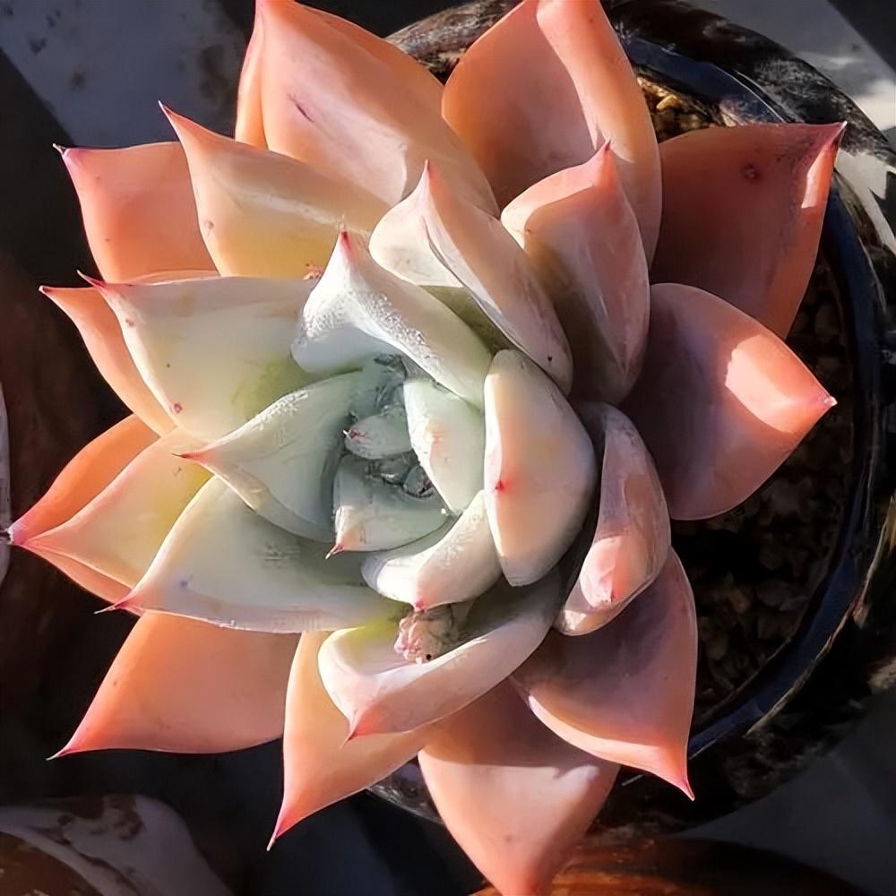 霸气十足的多肉植物——墨西哥巨人 墨西哥巨人是一种精致好看的多肉