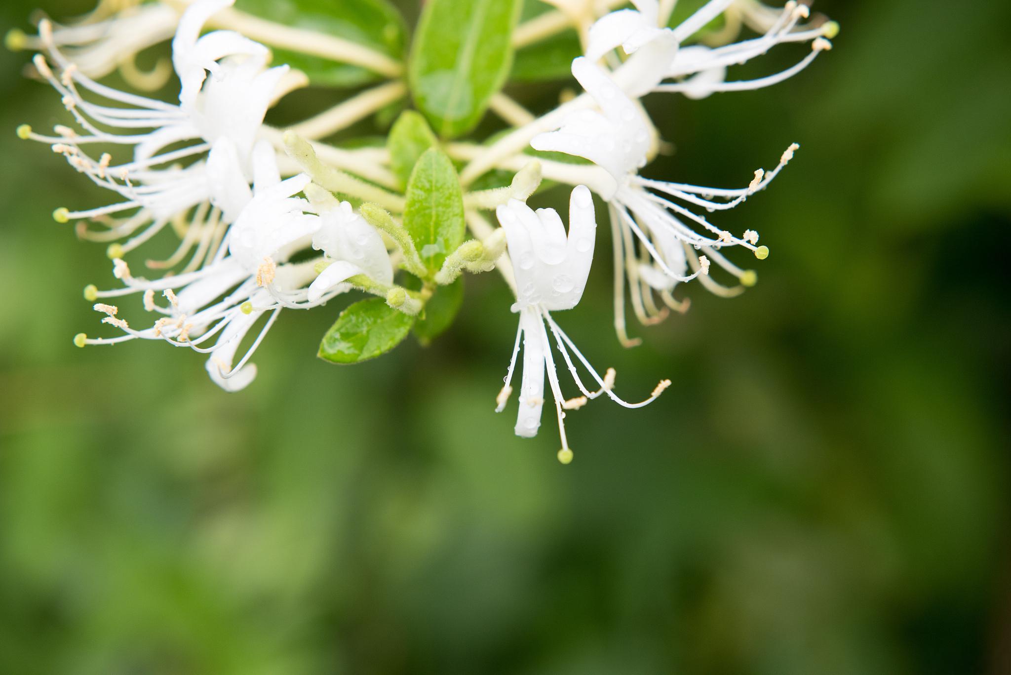 金银花扦插方法 金银花是一种常见的藤本植物,通常可以通过扦插的方式