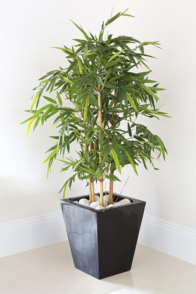 凤尾竹:盆栽艺术的巅峰之作 凤尾竹盆栽是自然与人文的完美结合,被誉