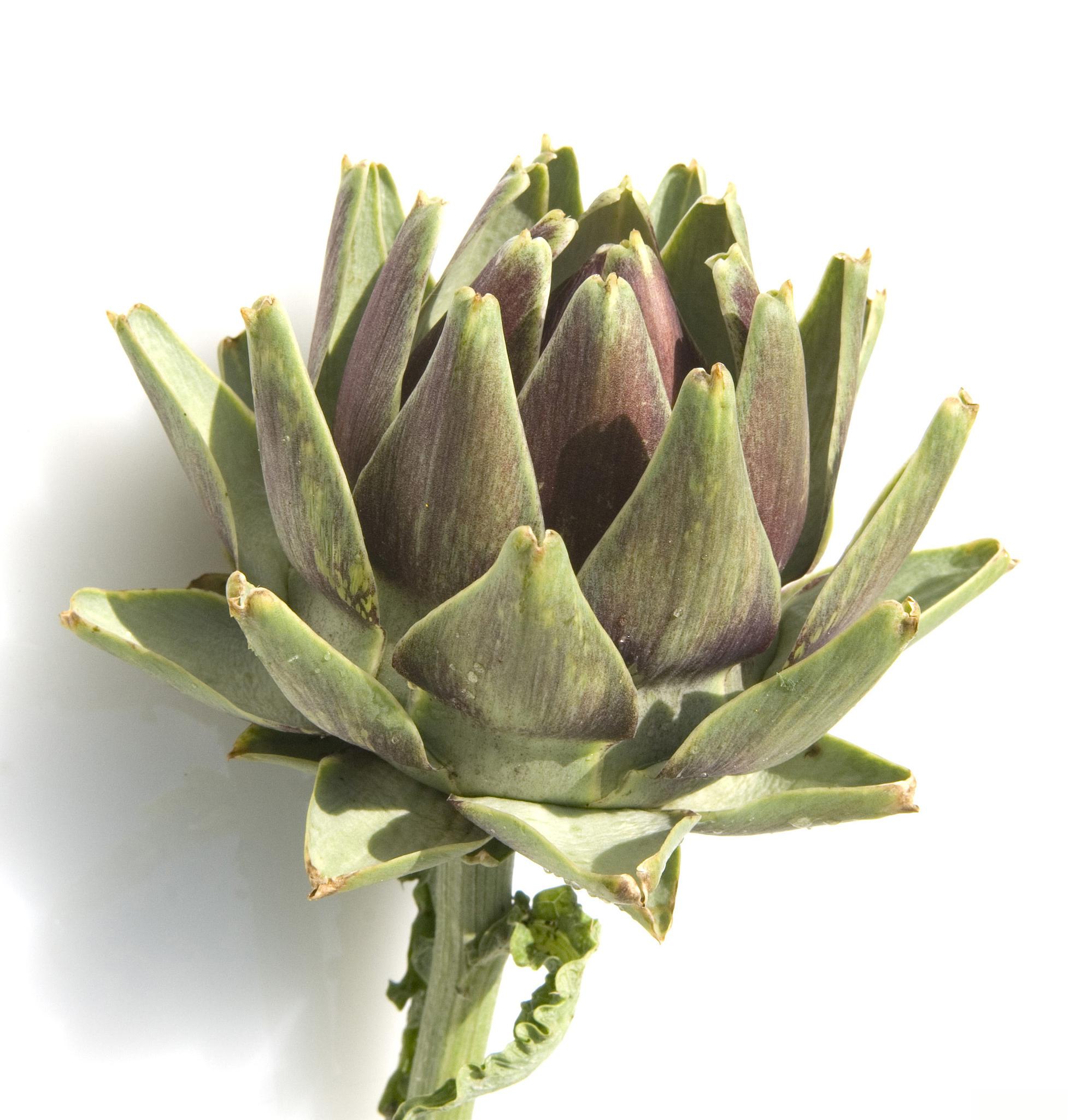 虹之玉:一种美丽的多肉植物 虹之玉,又称为虹之玉仙人掌,是一种非常