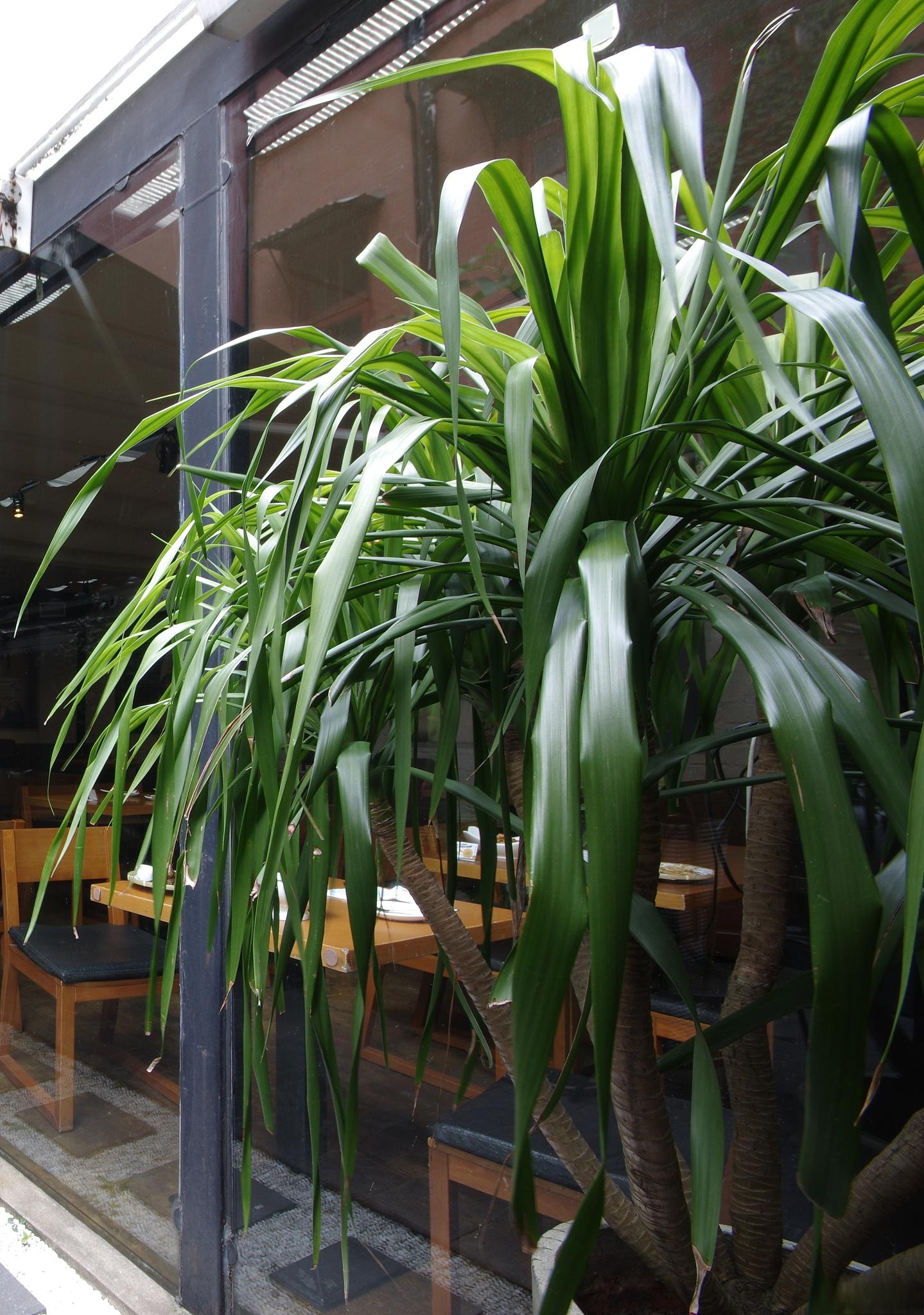 太空铁的养殖方法和注意事项 太空铁,又名龙血树,是一种常见的室内