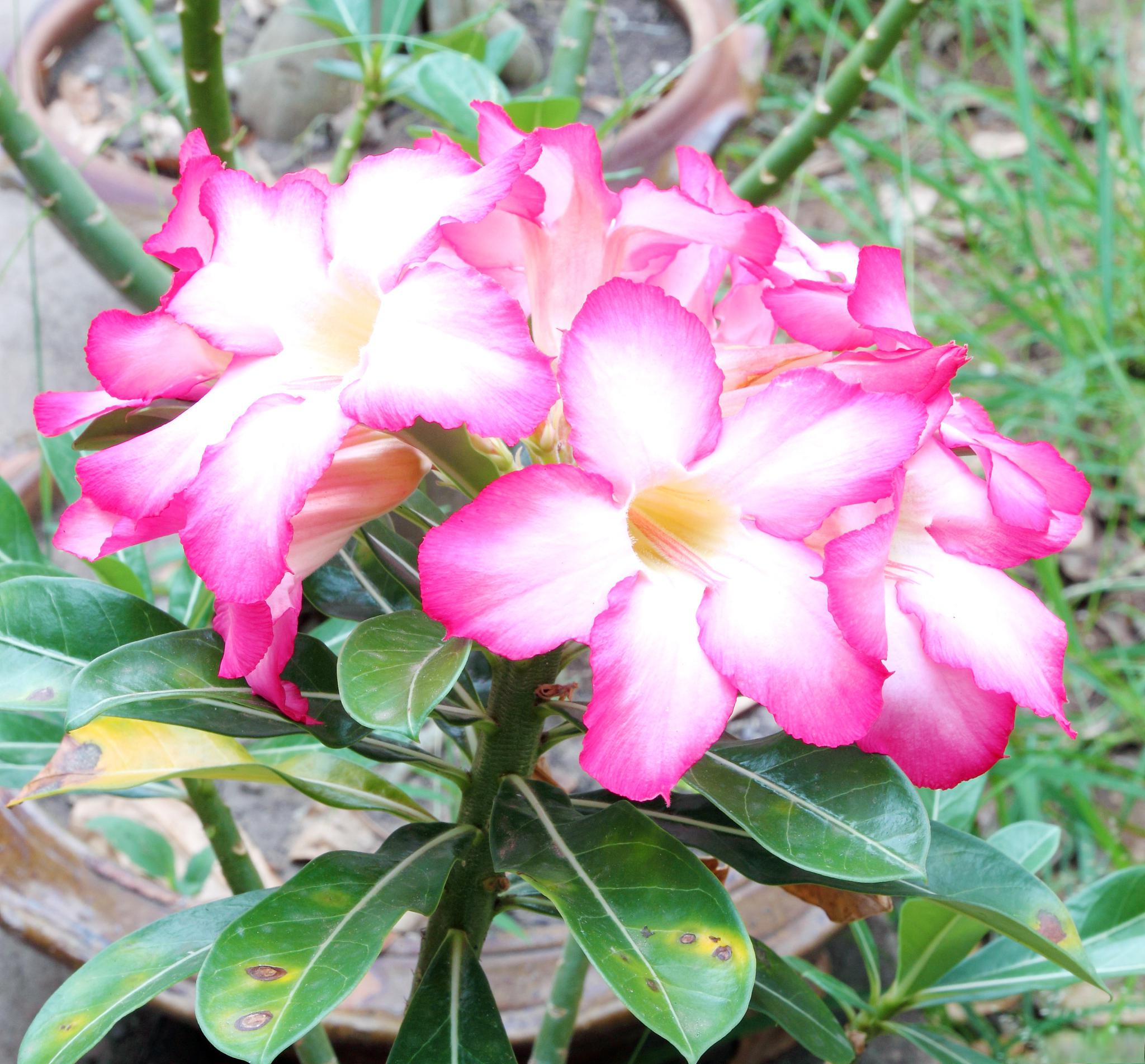 沙漠玫瑰的浇水指导原则 沙漠玫瑰是一种宜旱不宜涝的植物,它生长在