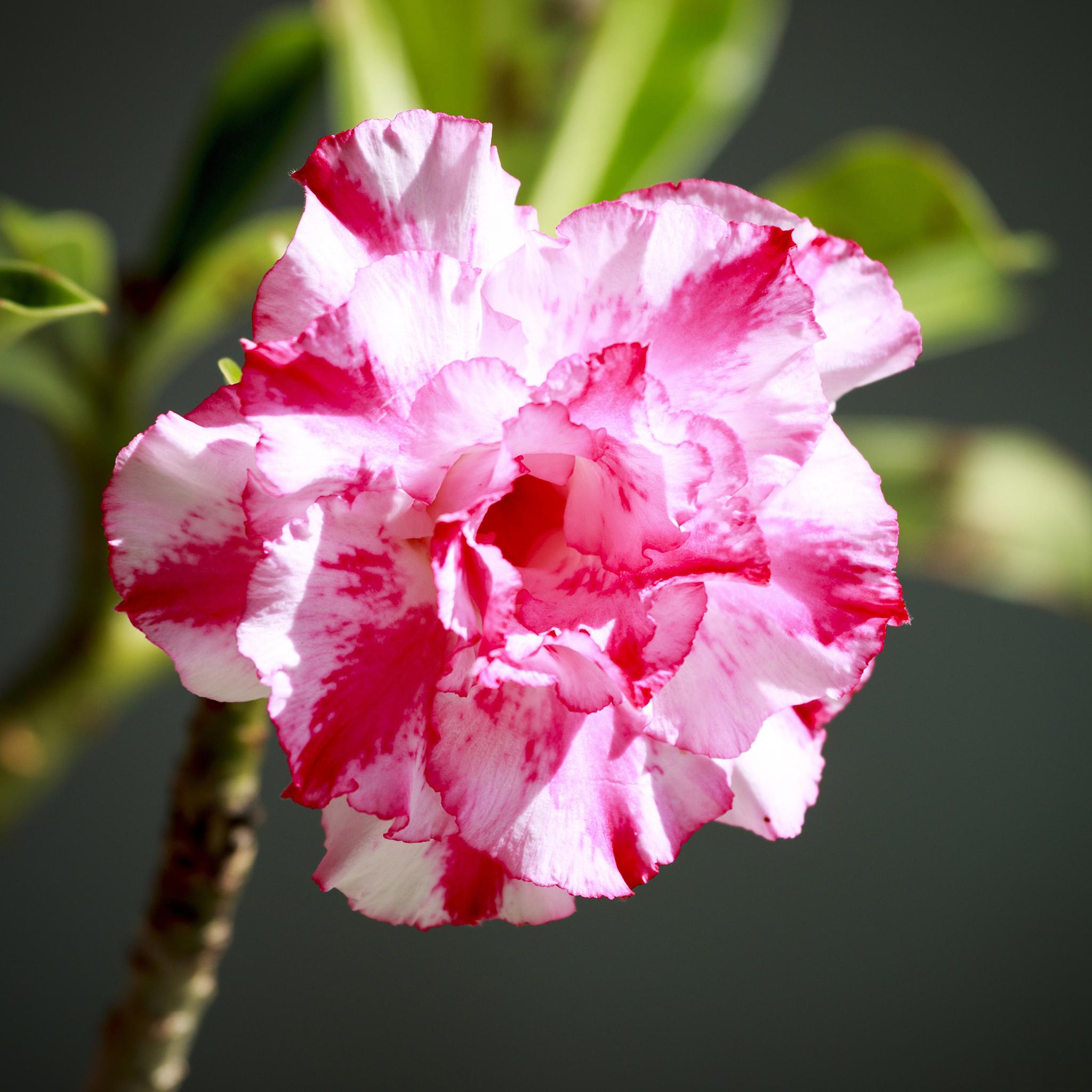 沙漠玫瑰的浇水指导原则 沙漠玫瑰是一种宜旱不宜涝的植物,它生长在