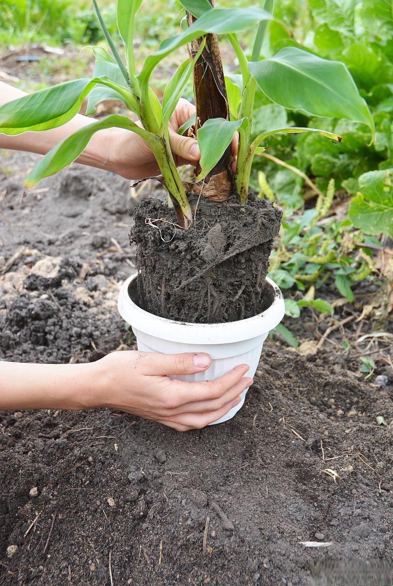 白玉兰扦插繁殖技巧 白玉兰是一种美丽的花卉,如何实现扦插繁殖呢?