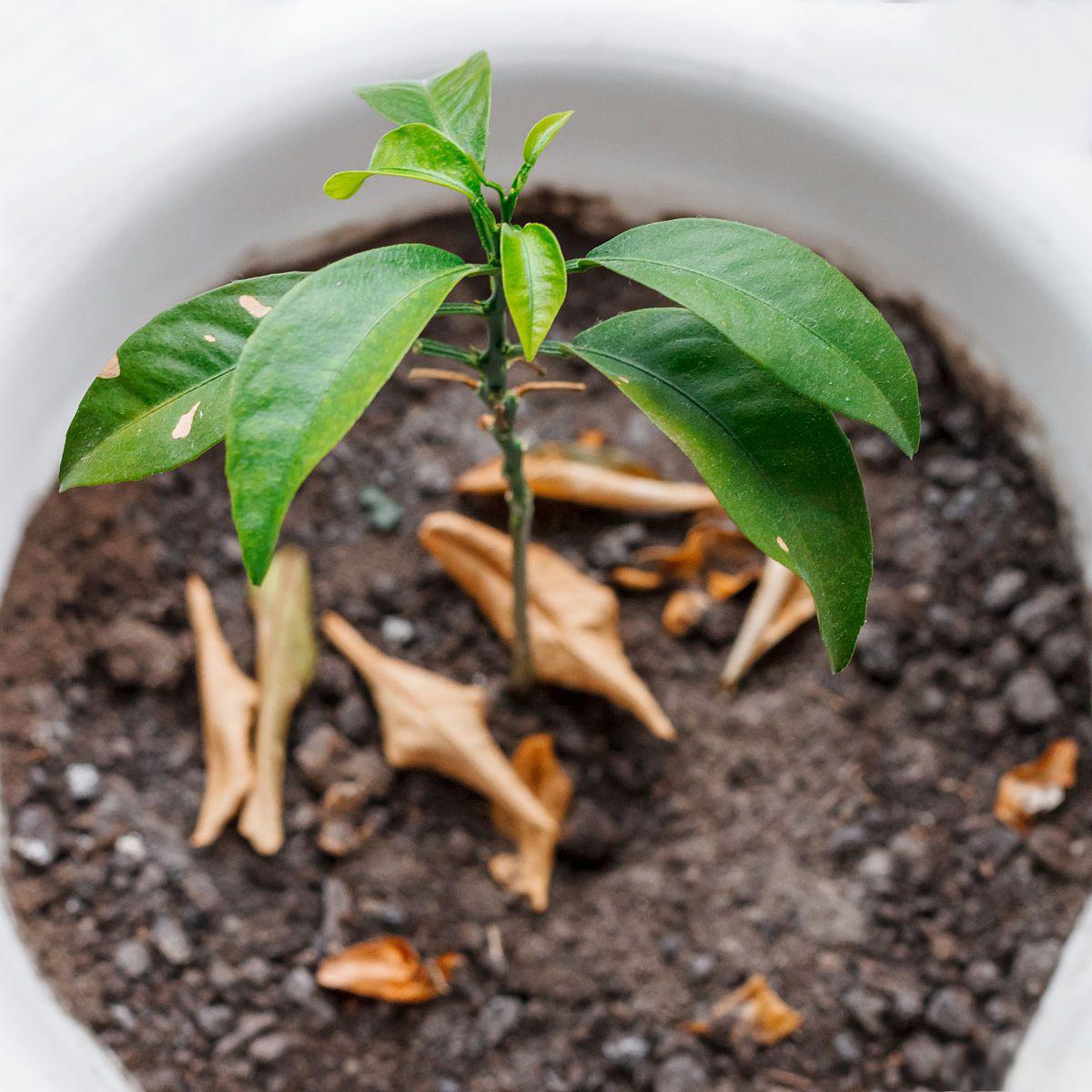 白玉兰扦插繁殖技巧 白玉兰是一种美丽的花卉,如何实现扦插繁殖呢?