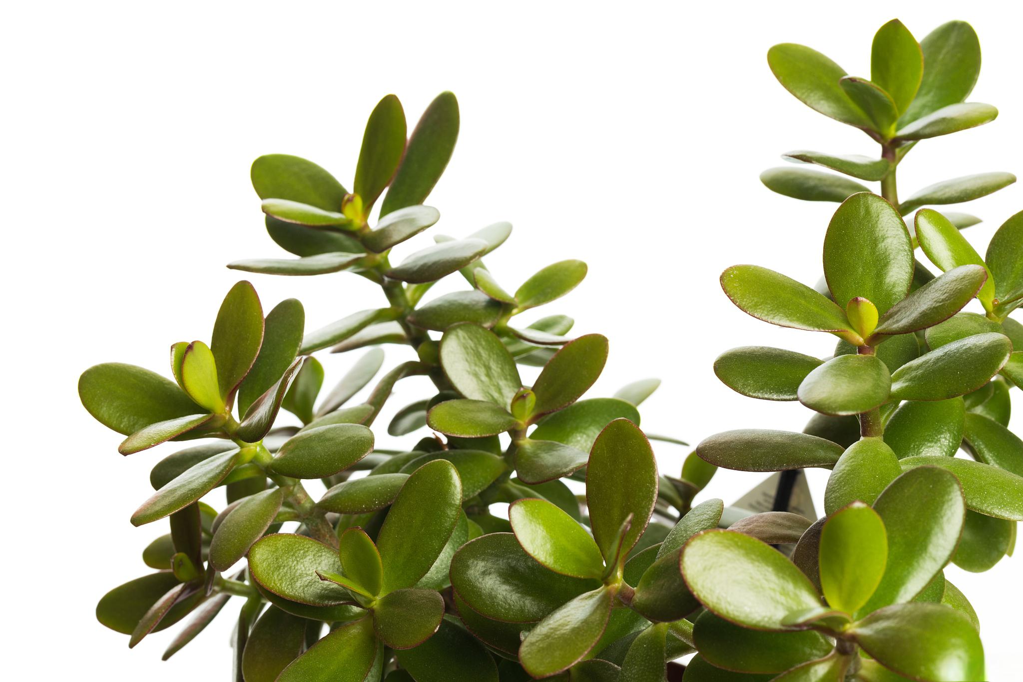 如何让玉树主干长高长粗 玉树(也称为金边榕)是一种热带常绿灌木或小