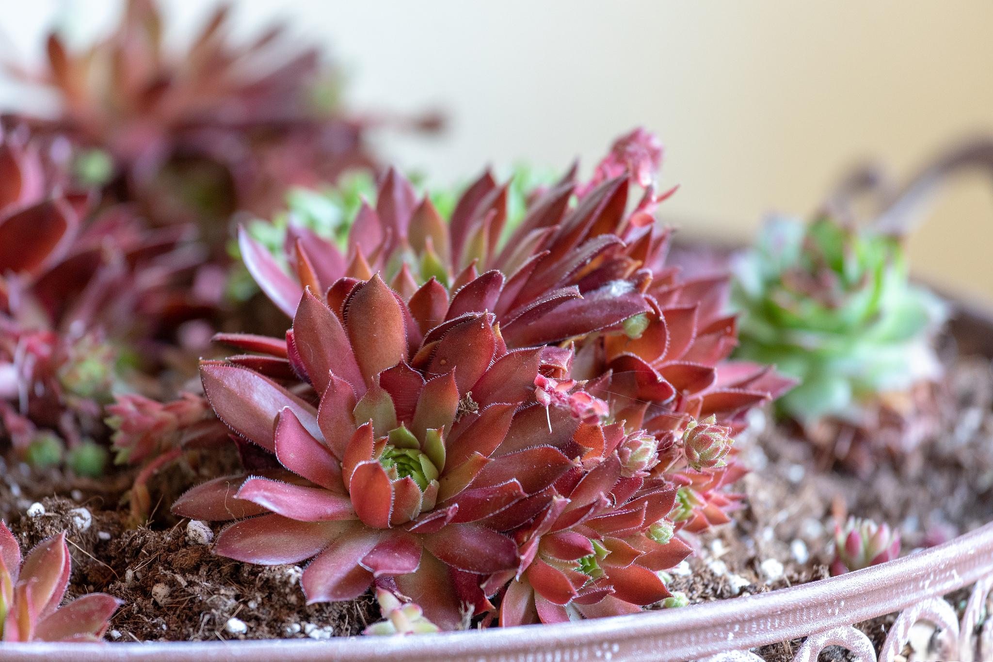 红太阳多肉的养殖方法 红太阳多肉是一种常见且受欢迎的多肉植物,以下