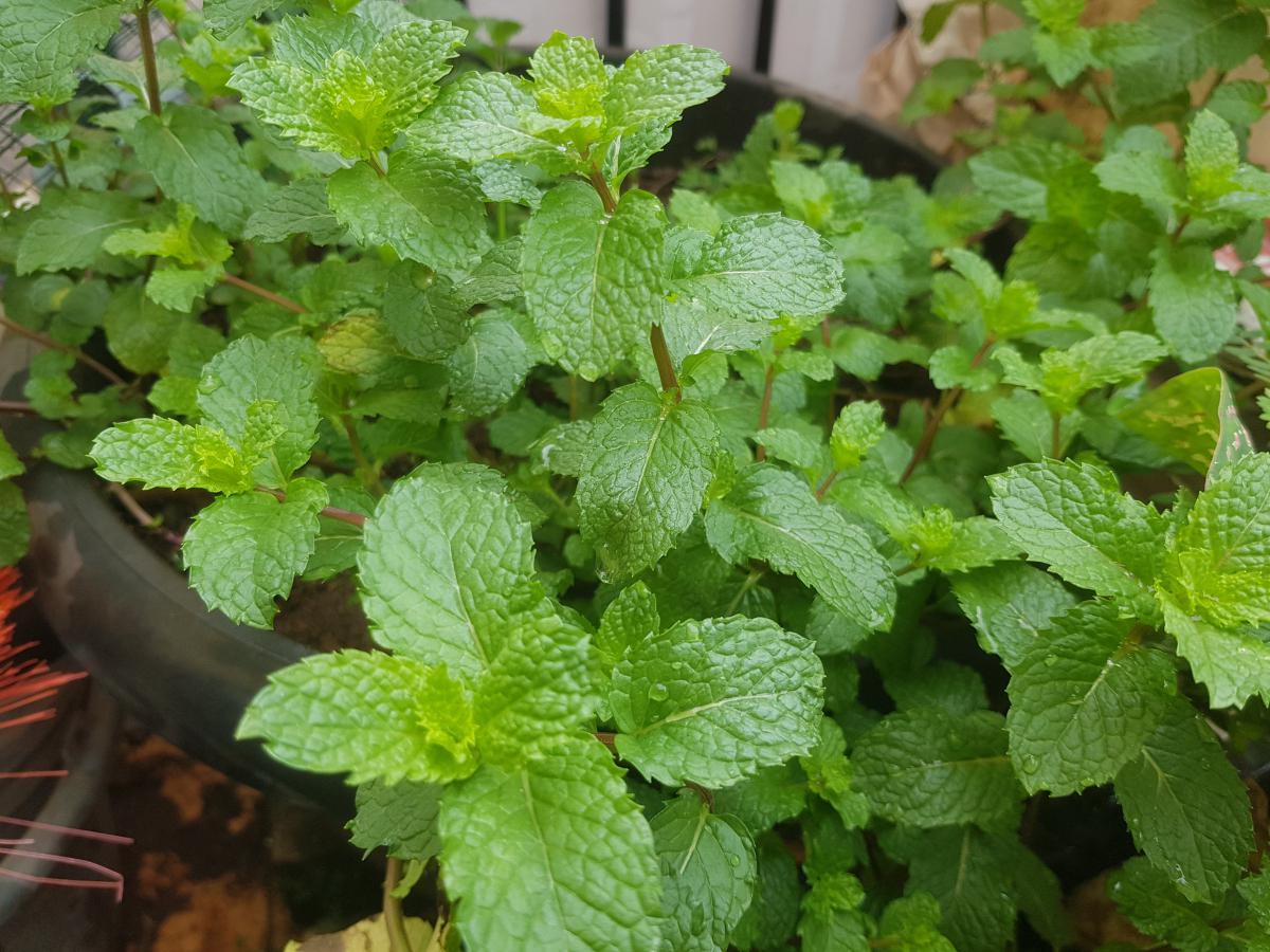 常见的香草植物图片